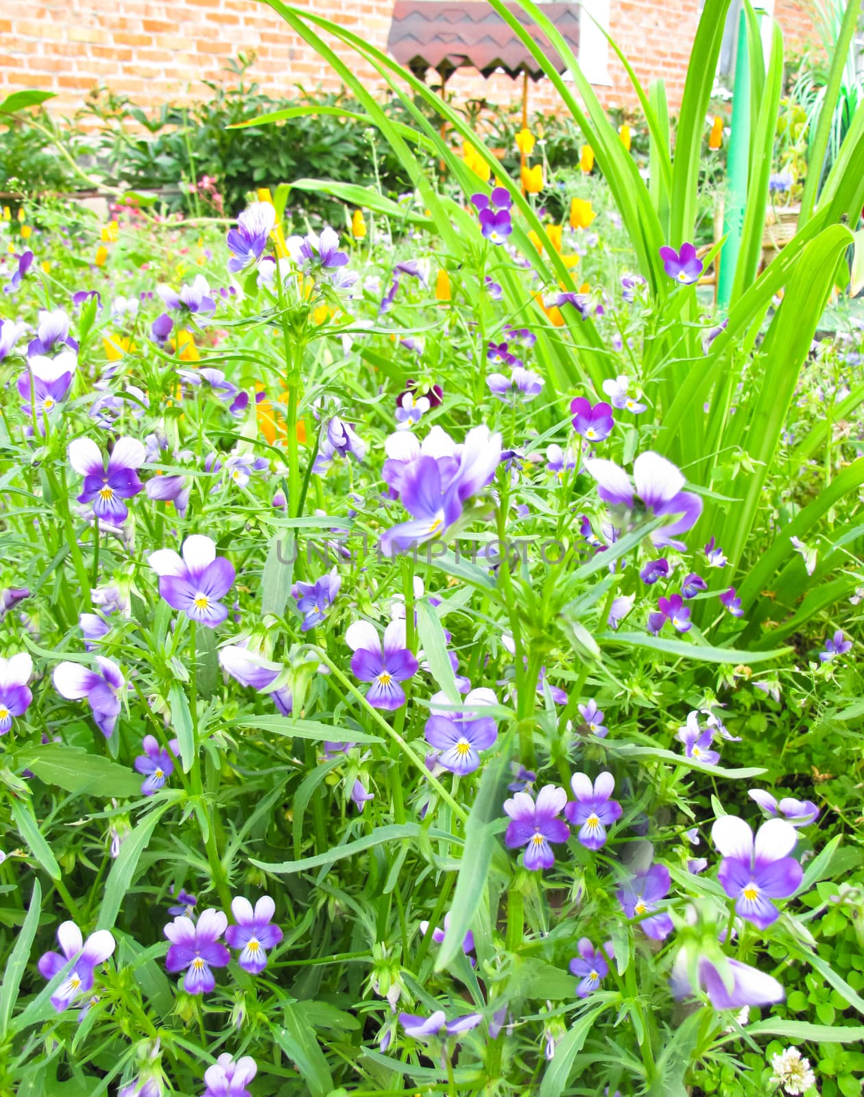 background of purple flowers on a background of the garden and the well