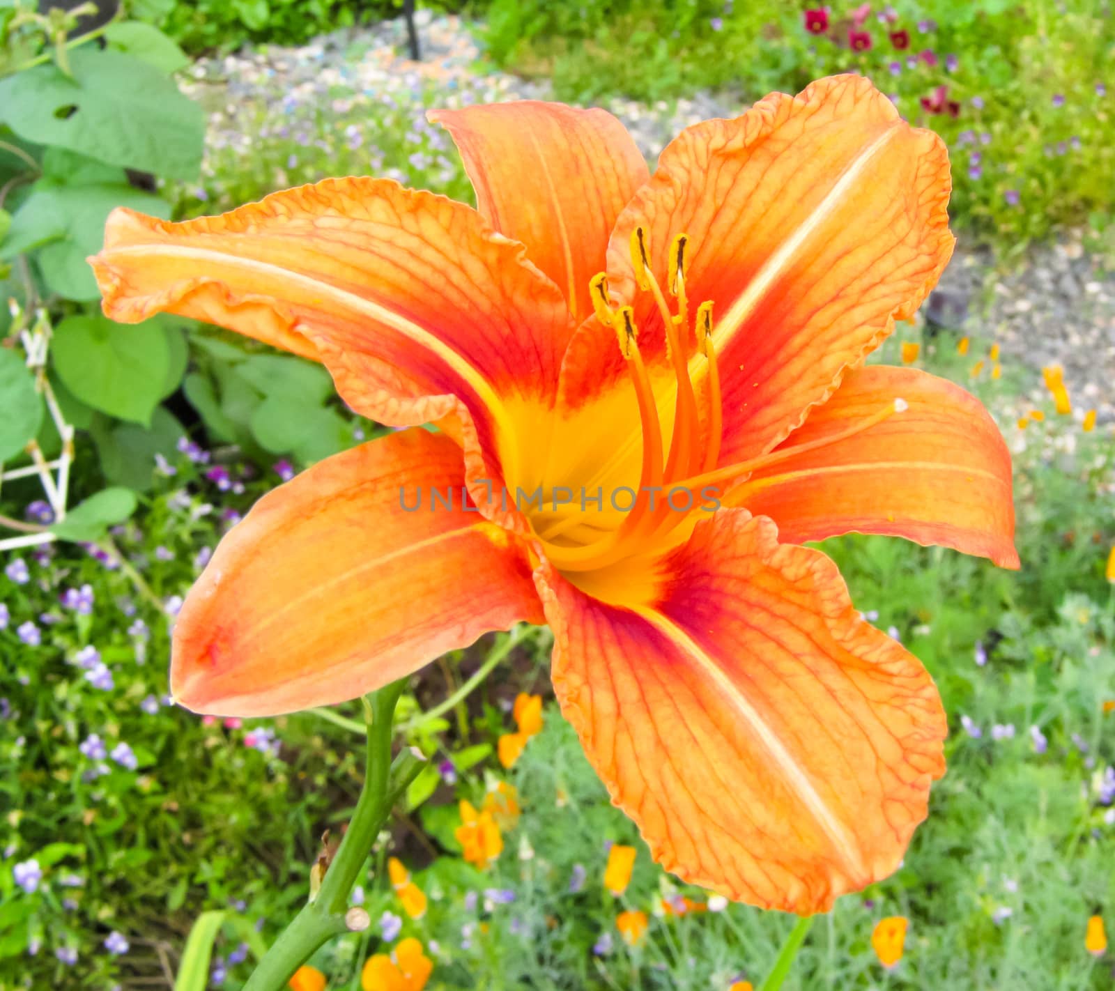 lily flower orange located on garden background