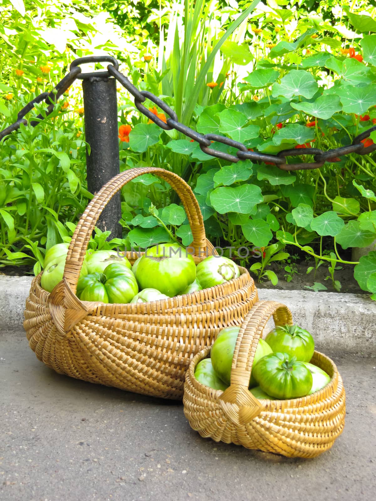 green tomatoes lie in a wicker basket