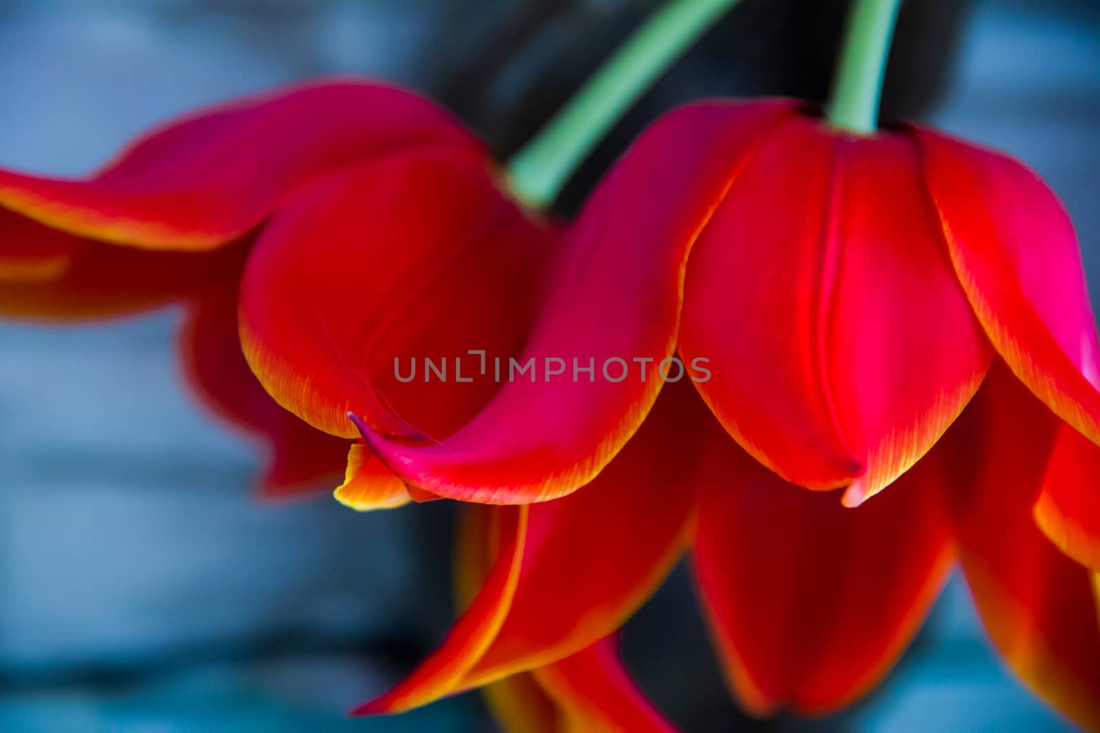 two   beautiful  red  tulip on abstract background