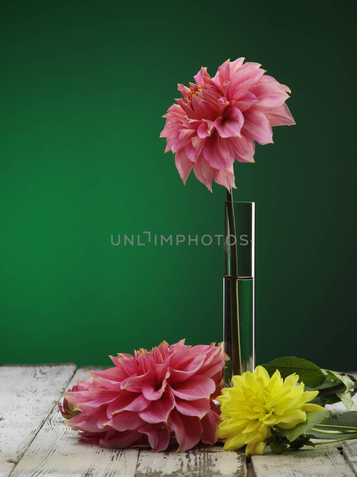 pink and yellow dahlia and glessy vase