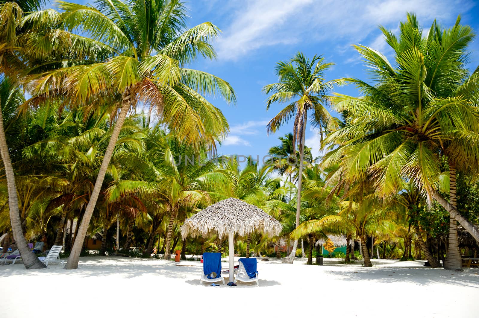 Sunbeds and palms on a very nice beach