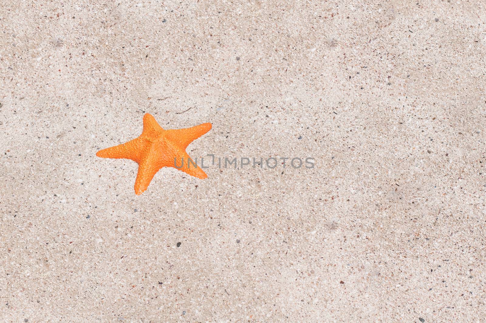 A sea orange star on the beach