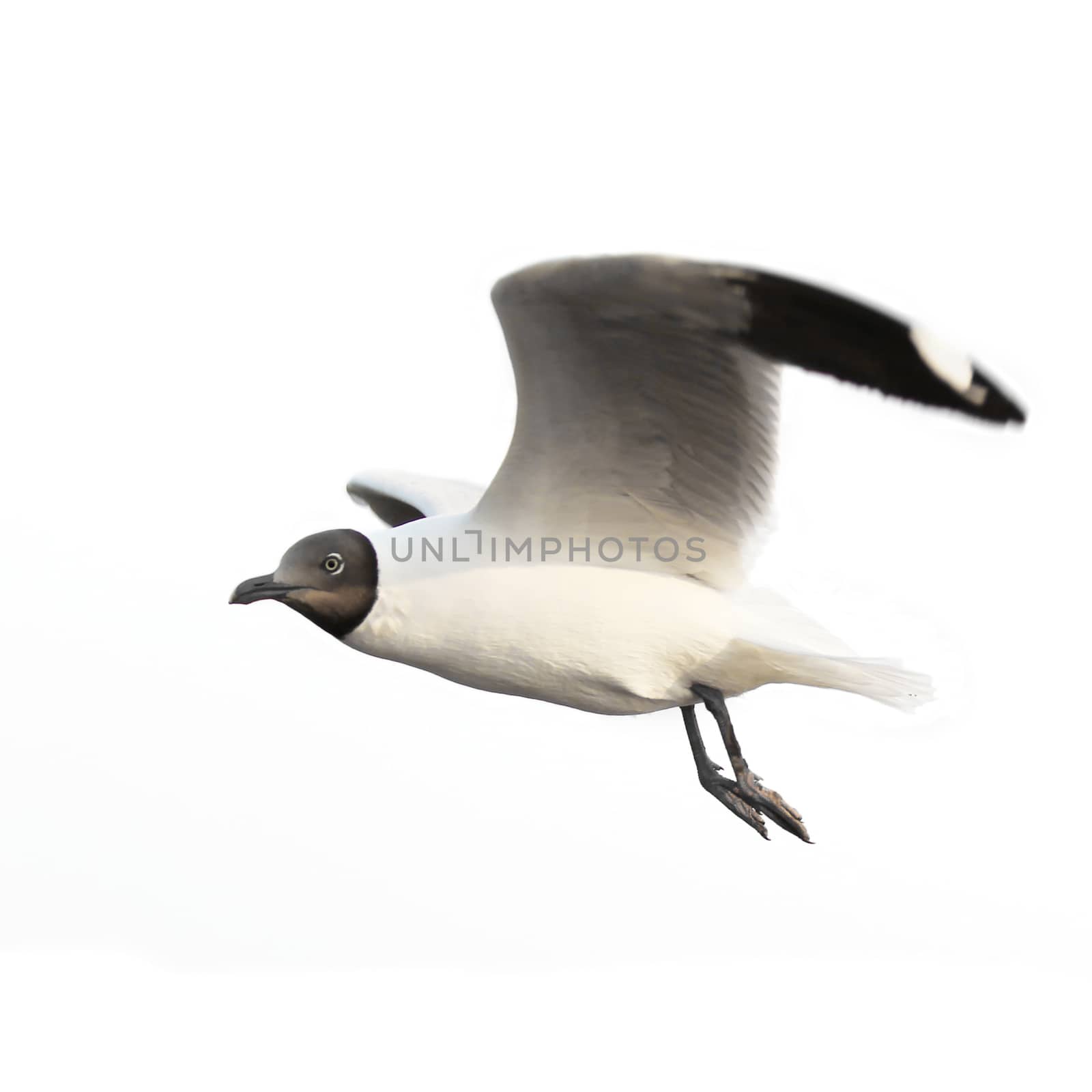 Flying seagull  isolated on white background