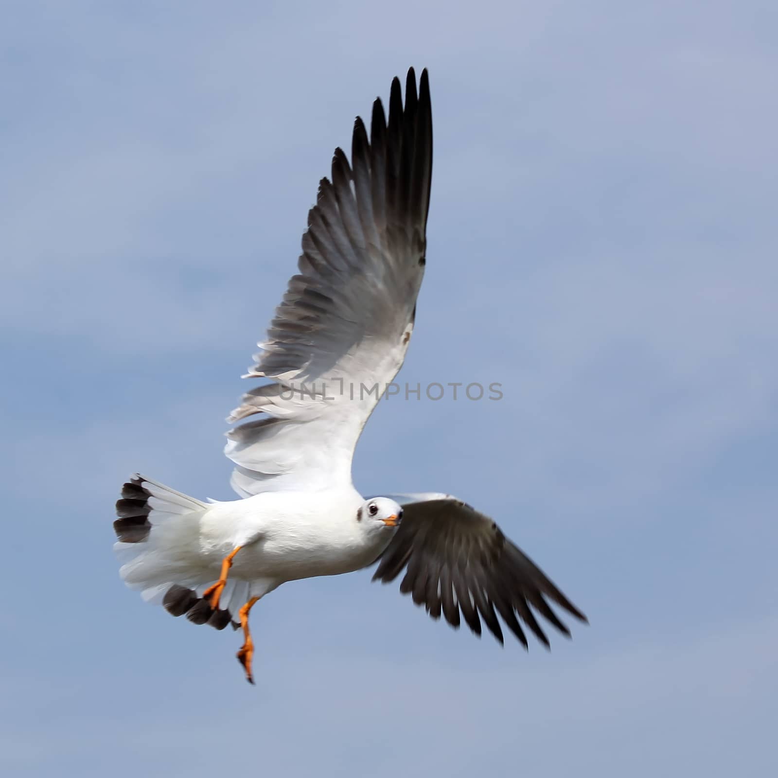 Flying seagull by leisuretime70