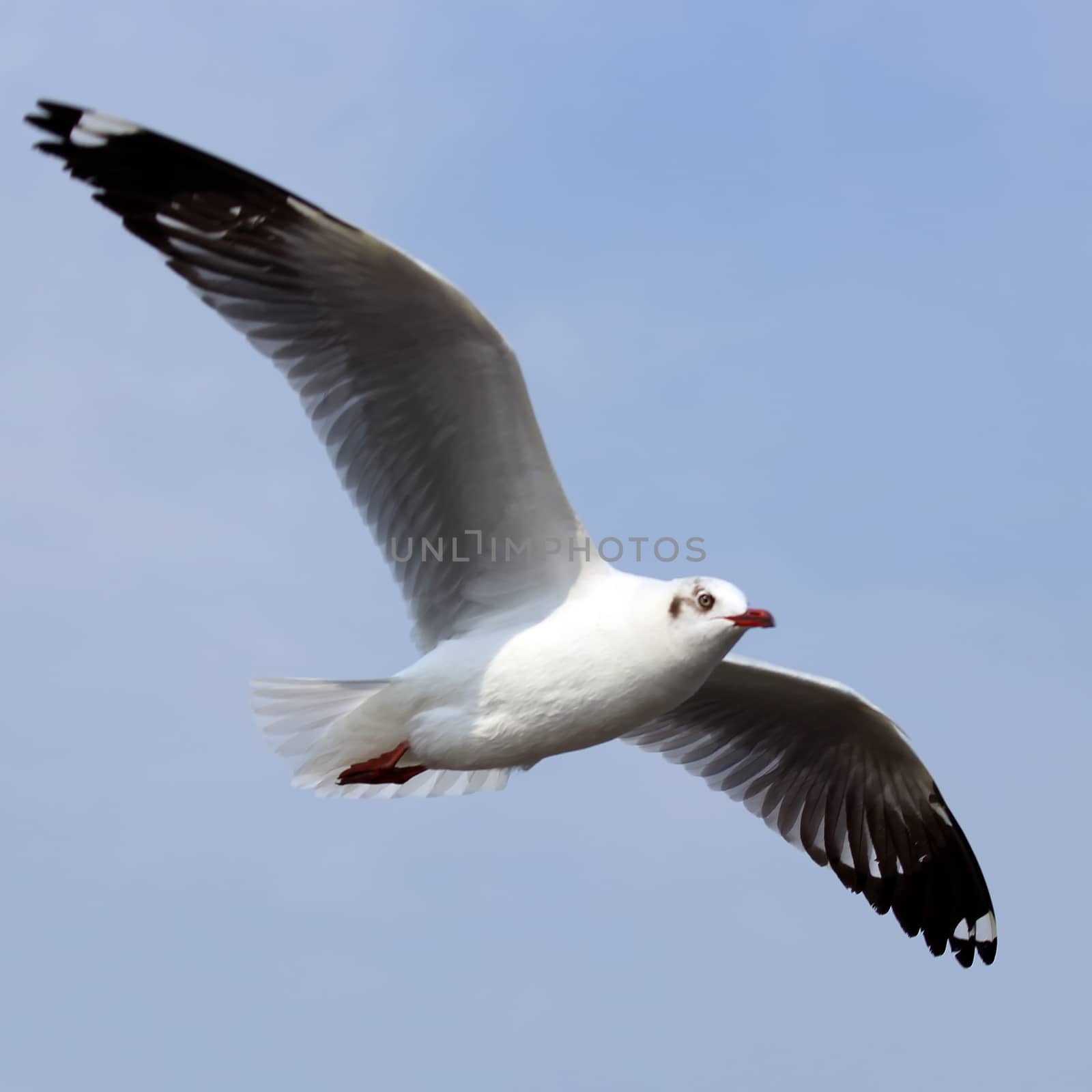Seagull by leisuretime70