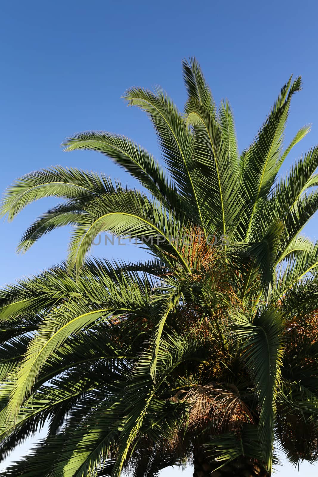 Close Up of a Palm tree with a blue sky
