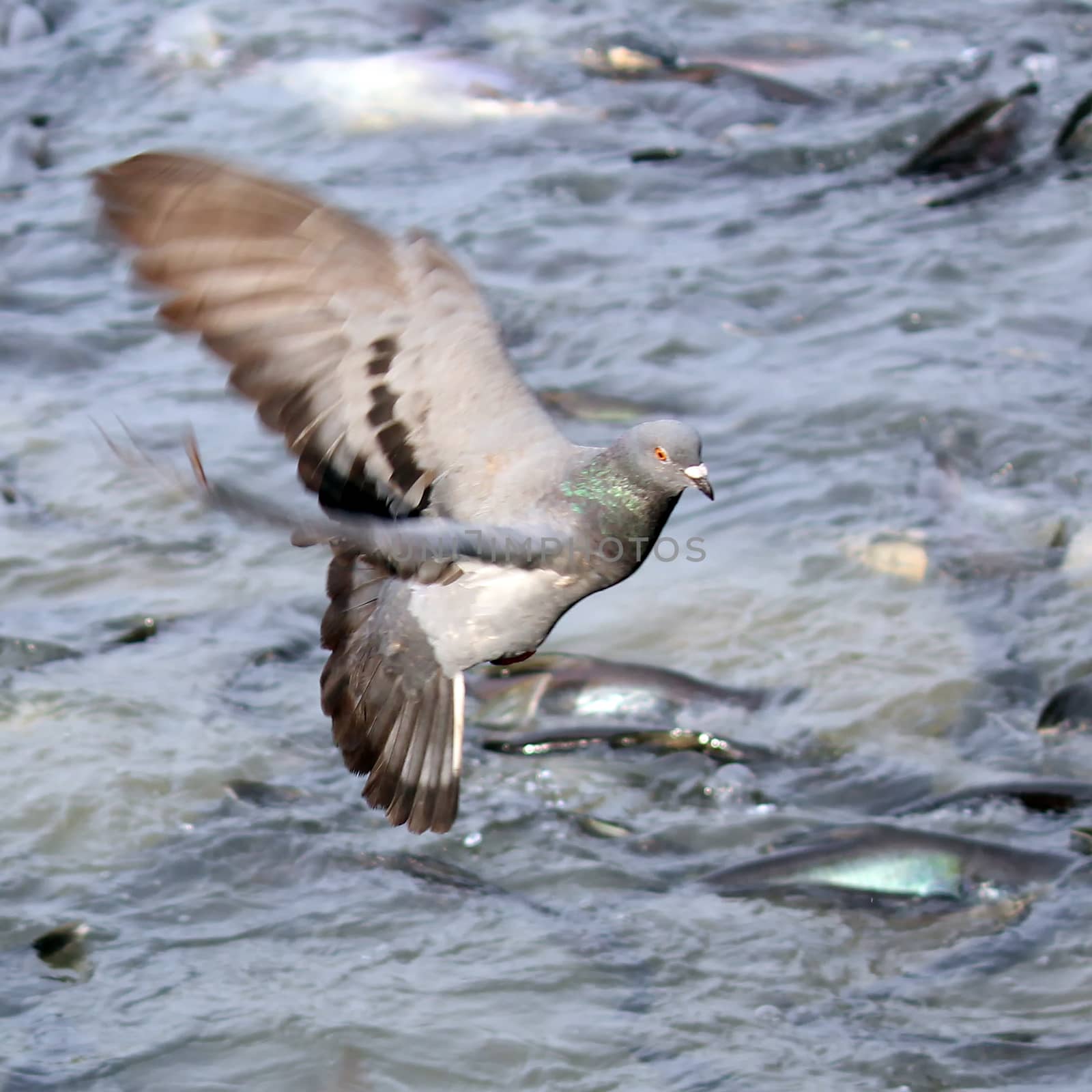 Flying pigeon in the natural