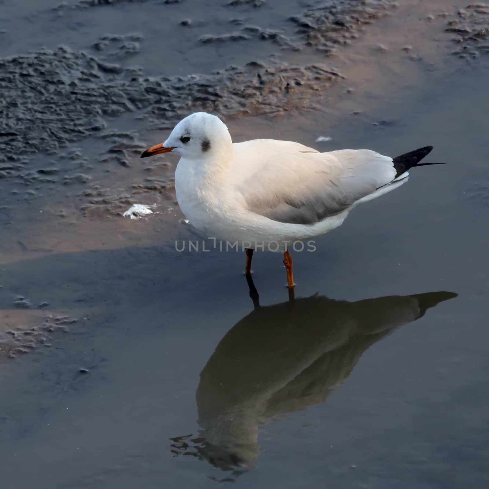 Seagull standing on the ground