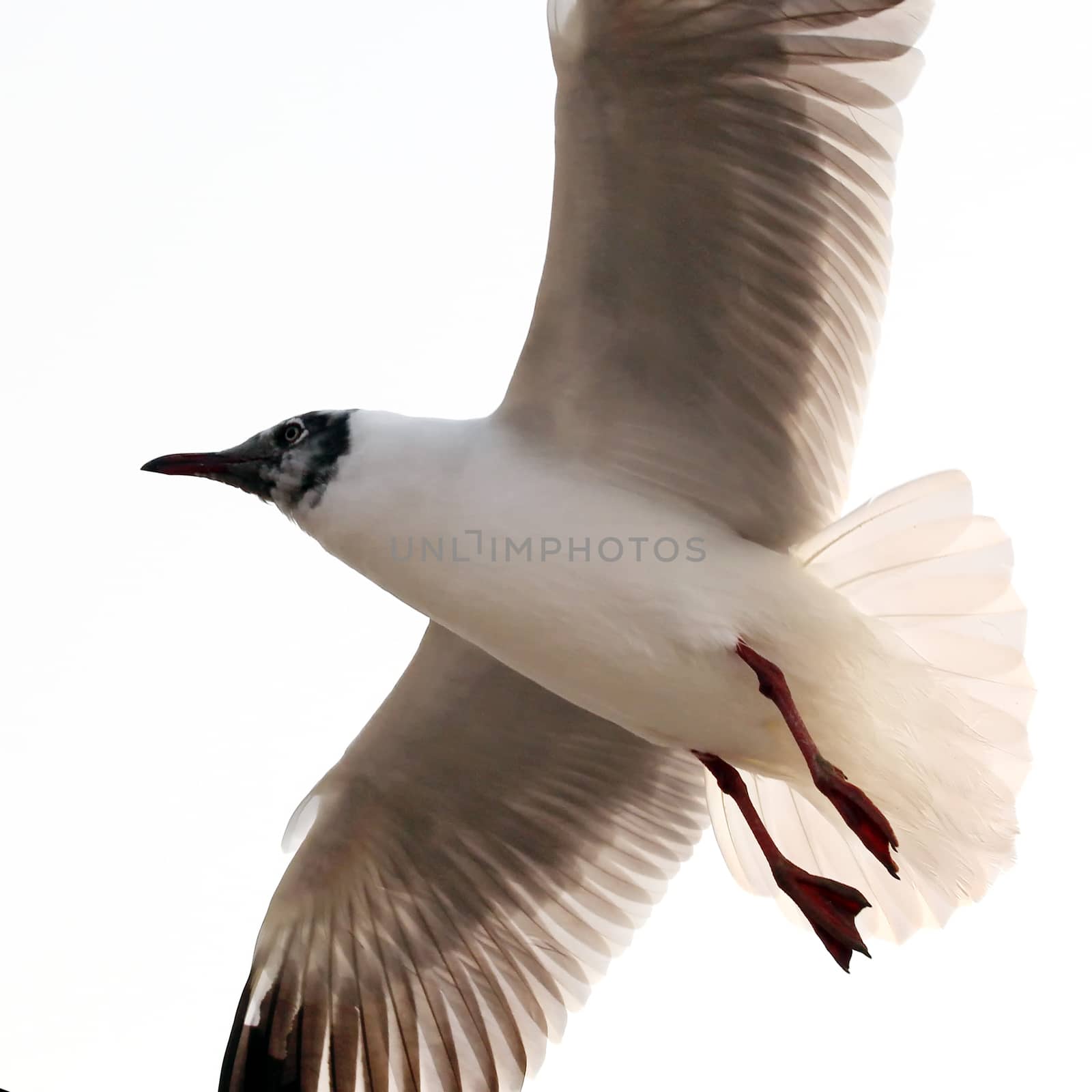 Flying seagull  isolated on white background