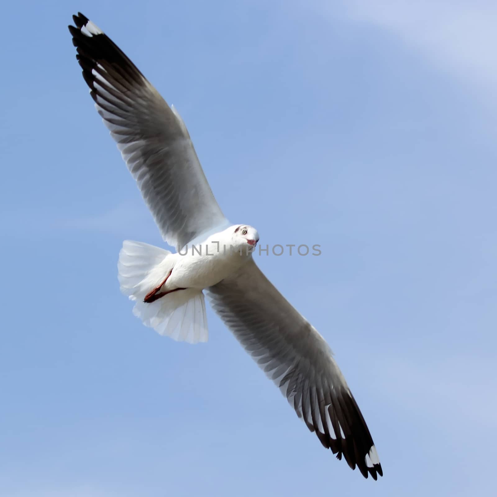 Seagull  by leisuretime70