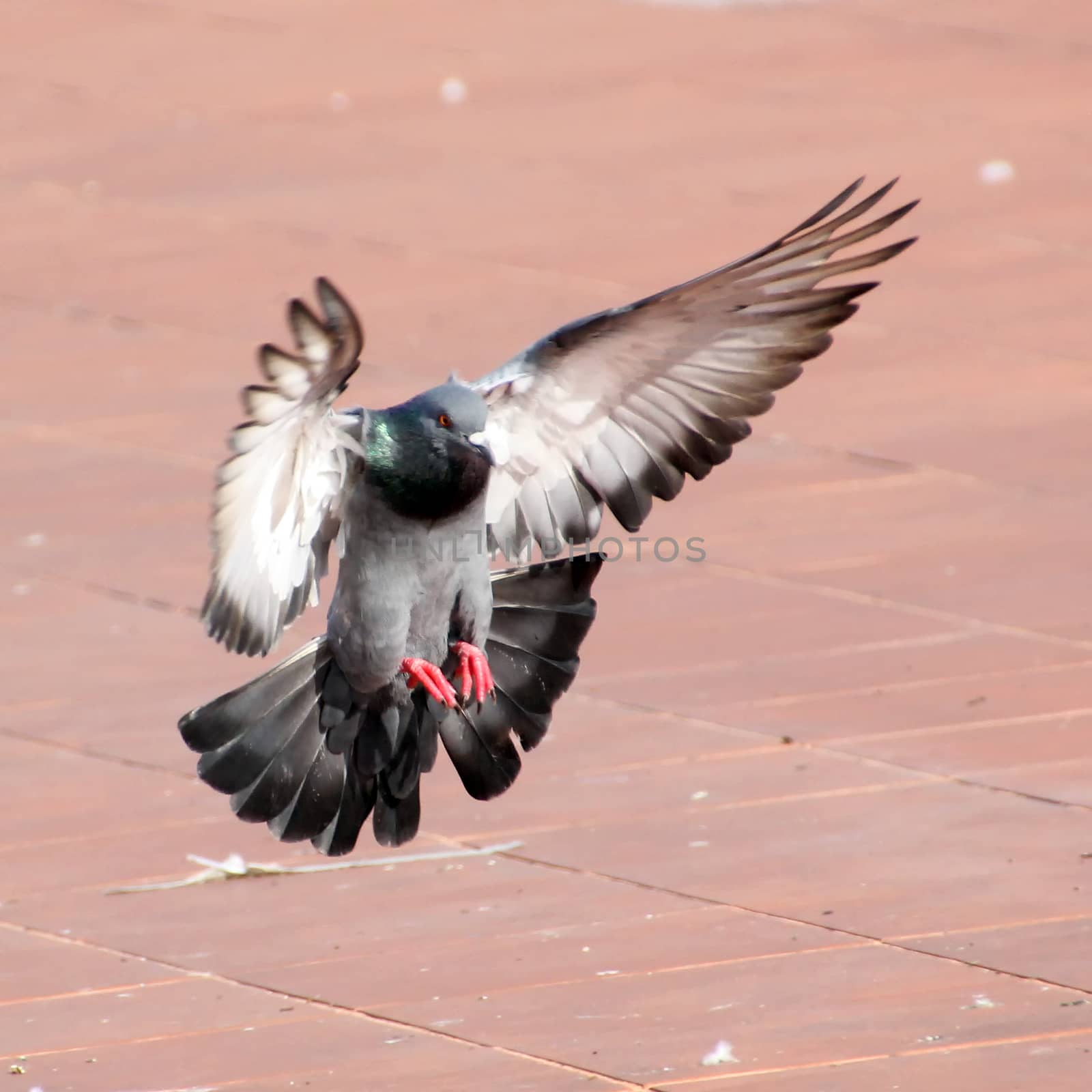 Pigeon landing on the ground