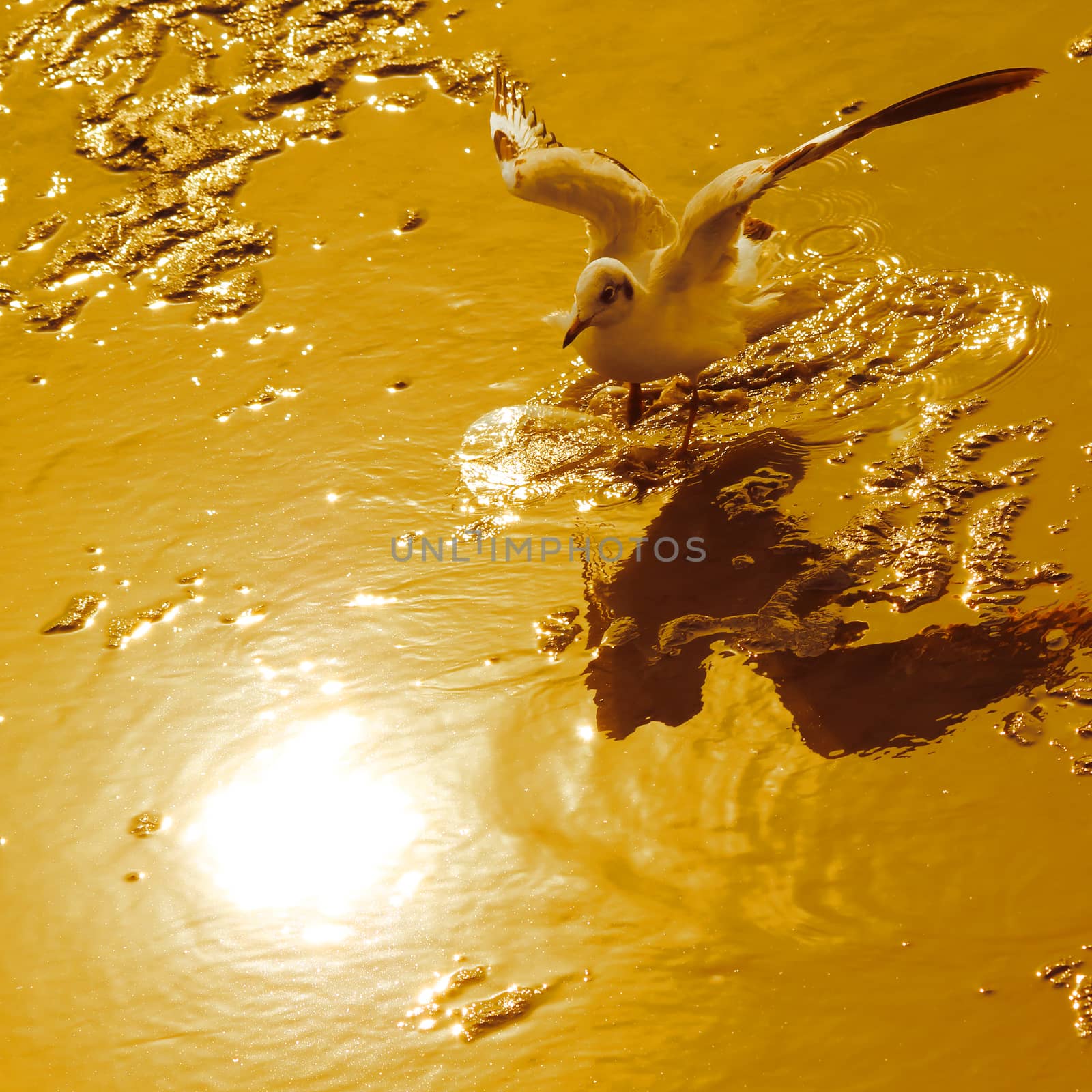 Seagull landing on the ground