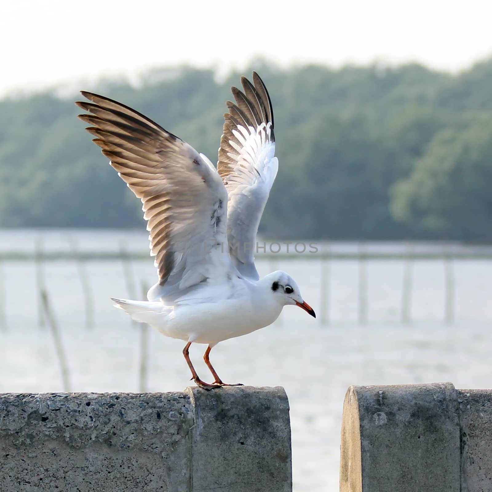 Seagull landing on the ground