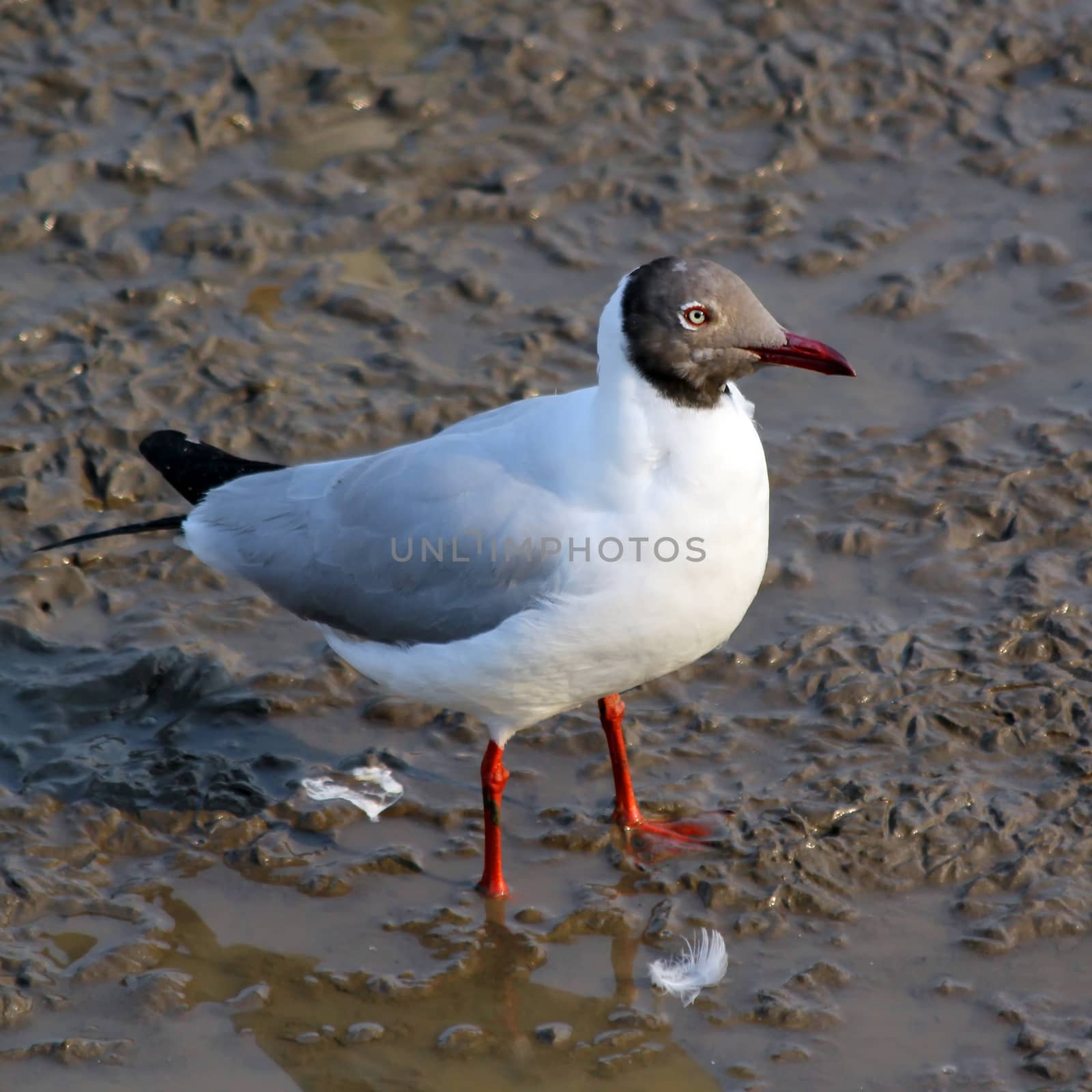 Seagull standing on the ground