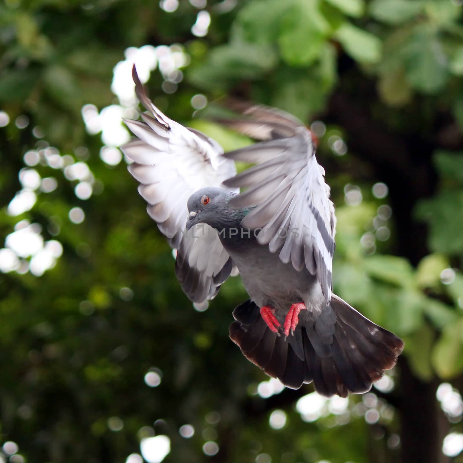 Flying pigeon in the natural