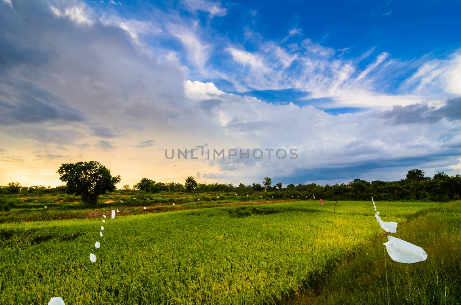 Rice field in Thailand in the agriculture industry  concept