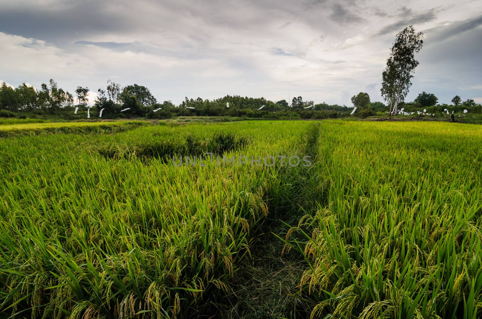 Rice field in Thailand in the agriculture industry  concept