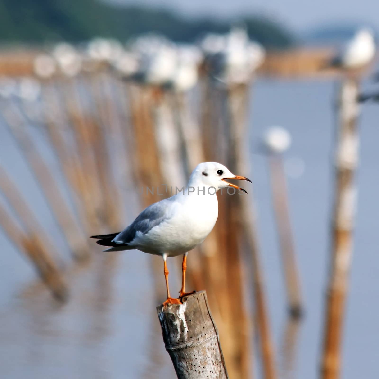 Seagull sitting on a pole by leisuretime70