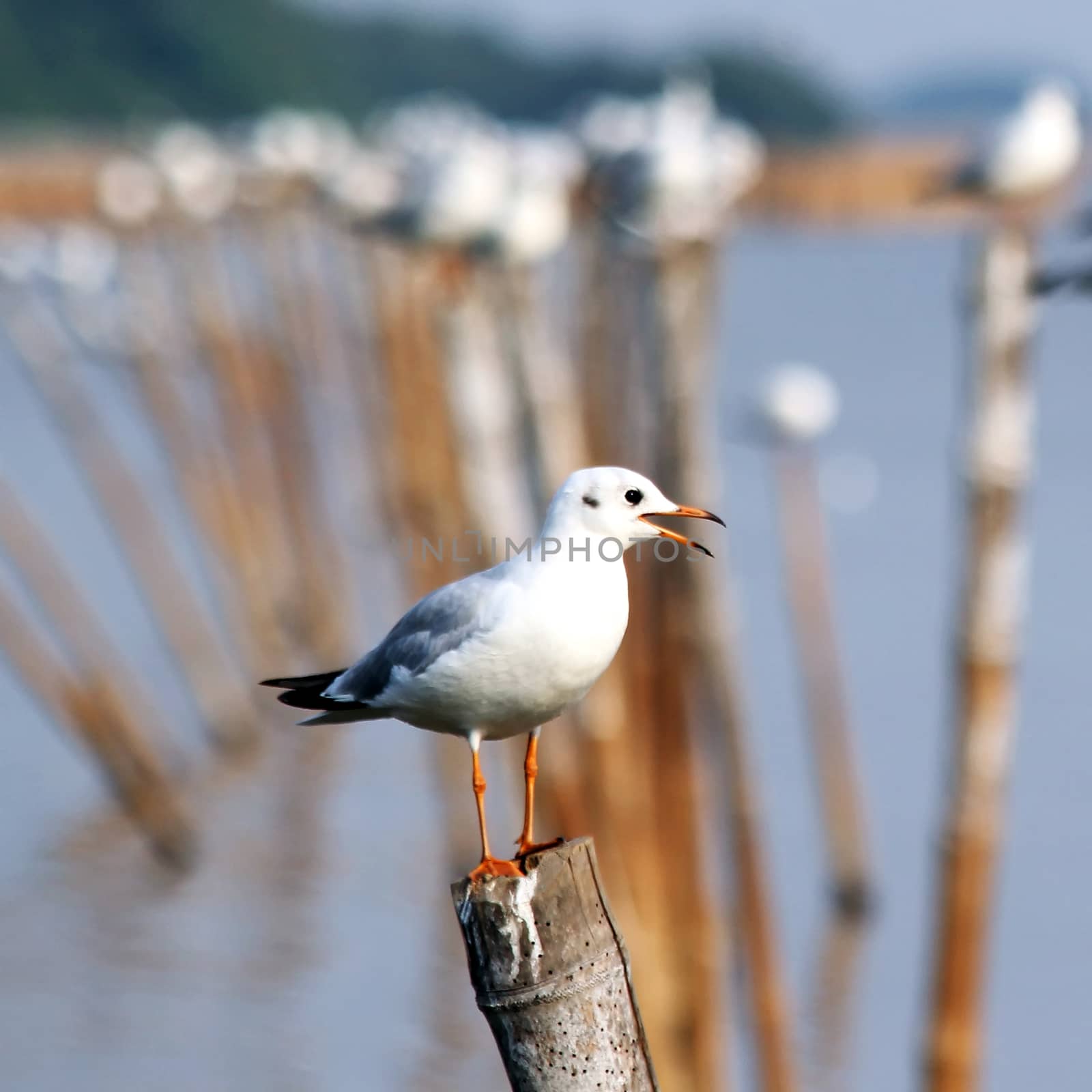 Seagull sitting on a pole