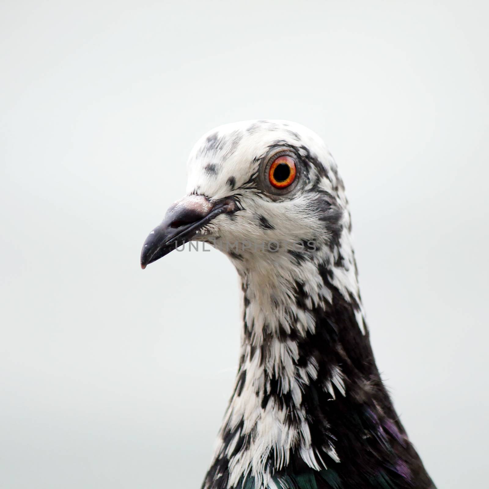 Closeup of the freedom pigeon