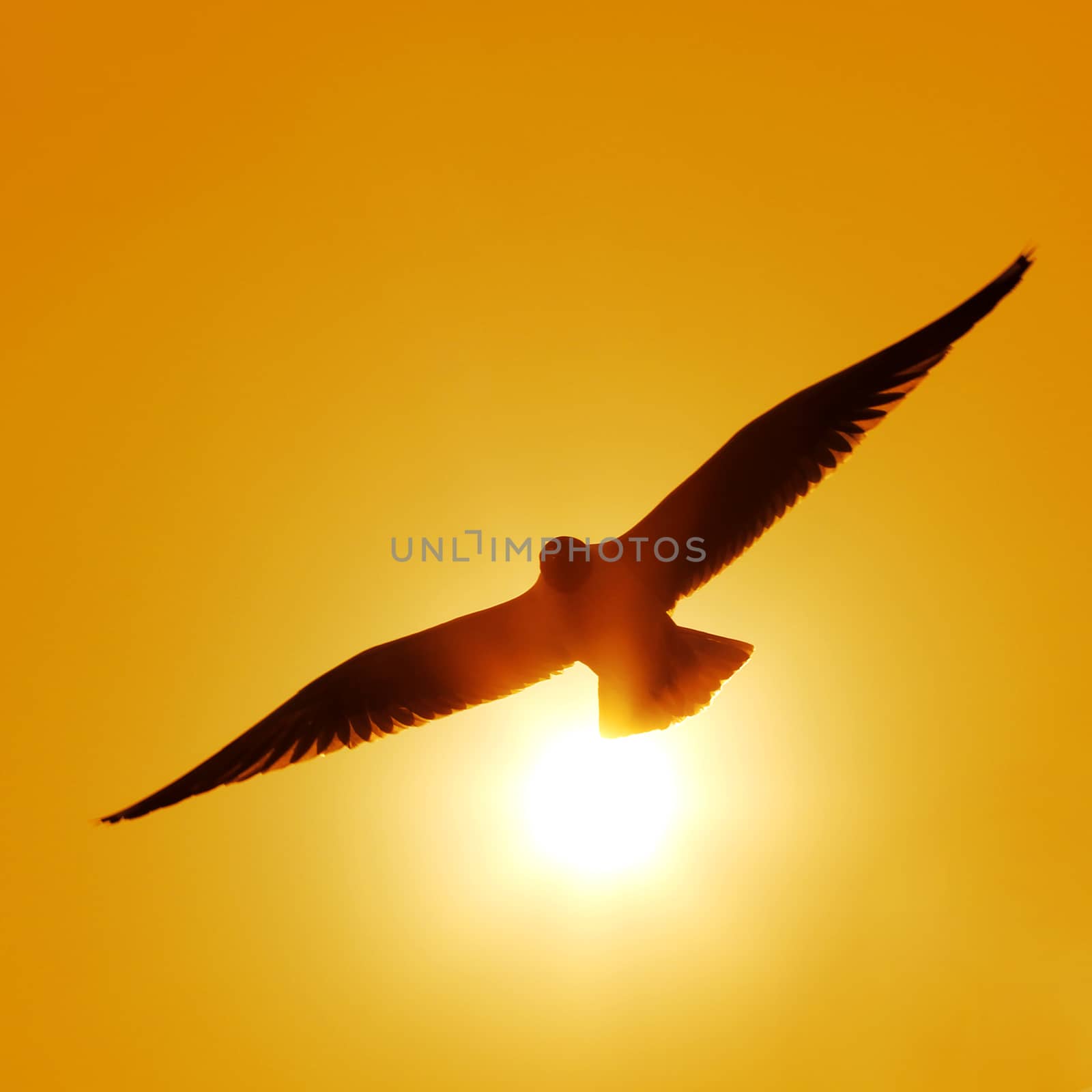 The silhouette of flying seagull