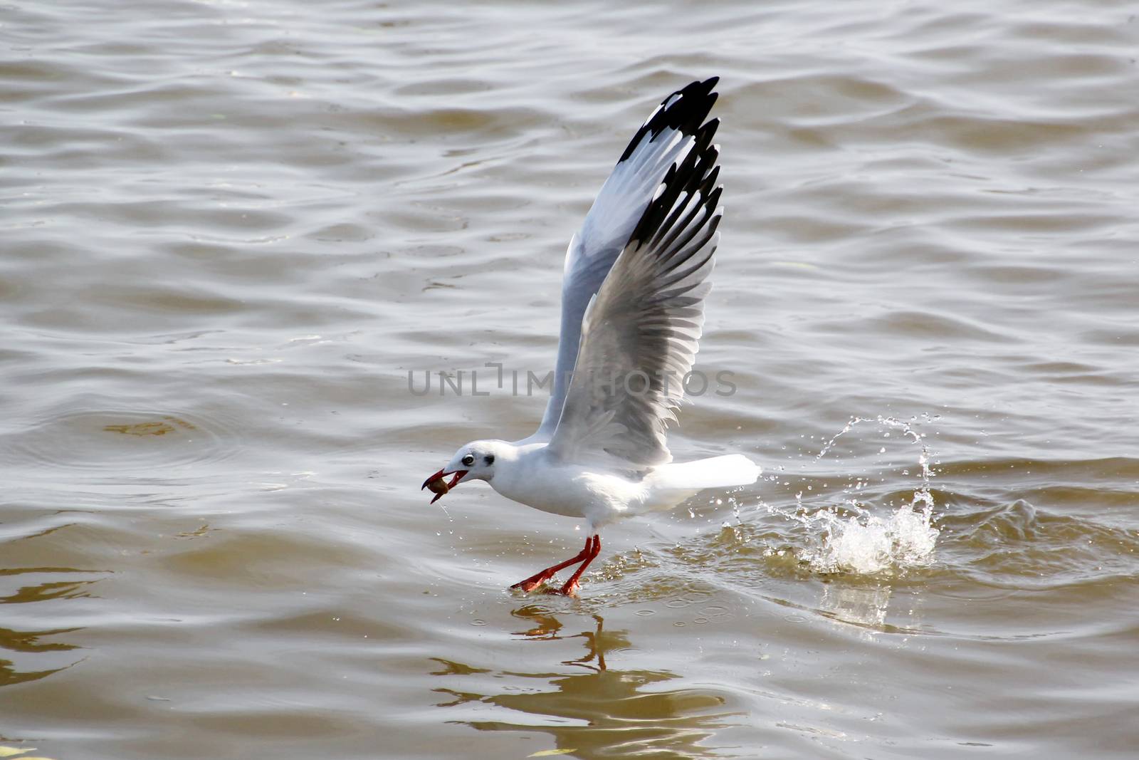 Seasonal migratory seagull along the Gulf of Thailand