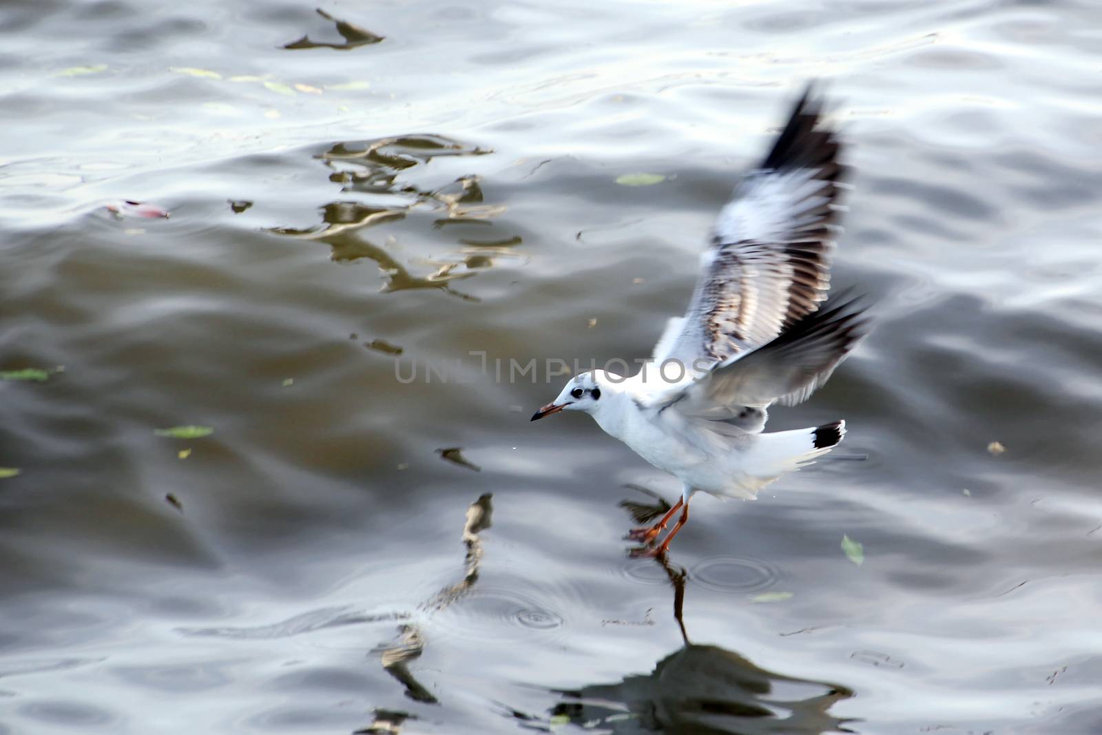 Seagull flying over the sea