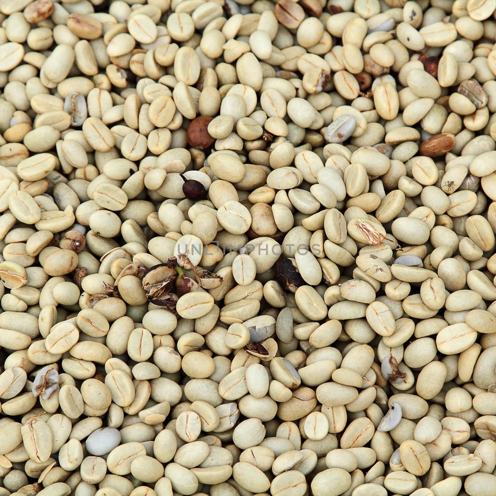 Background texture coffee beans are dried before roasting