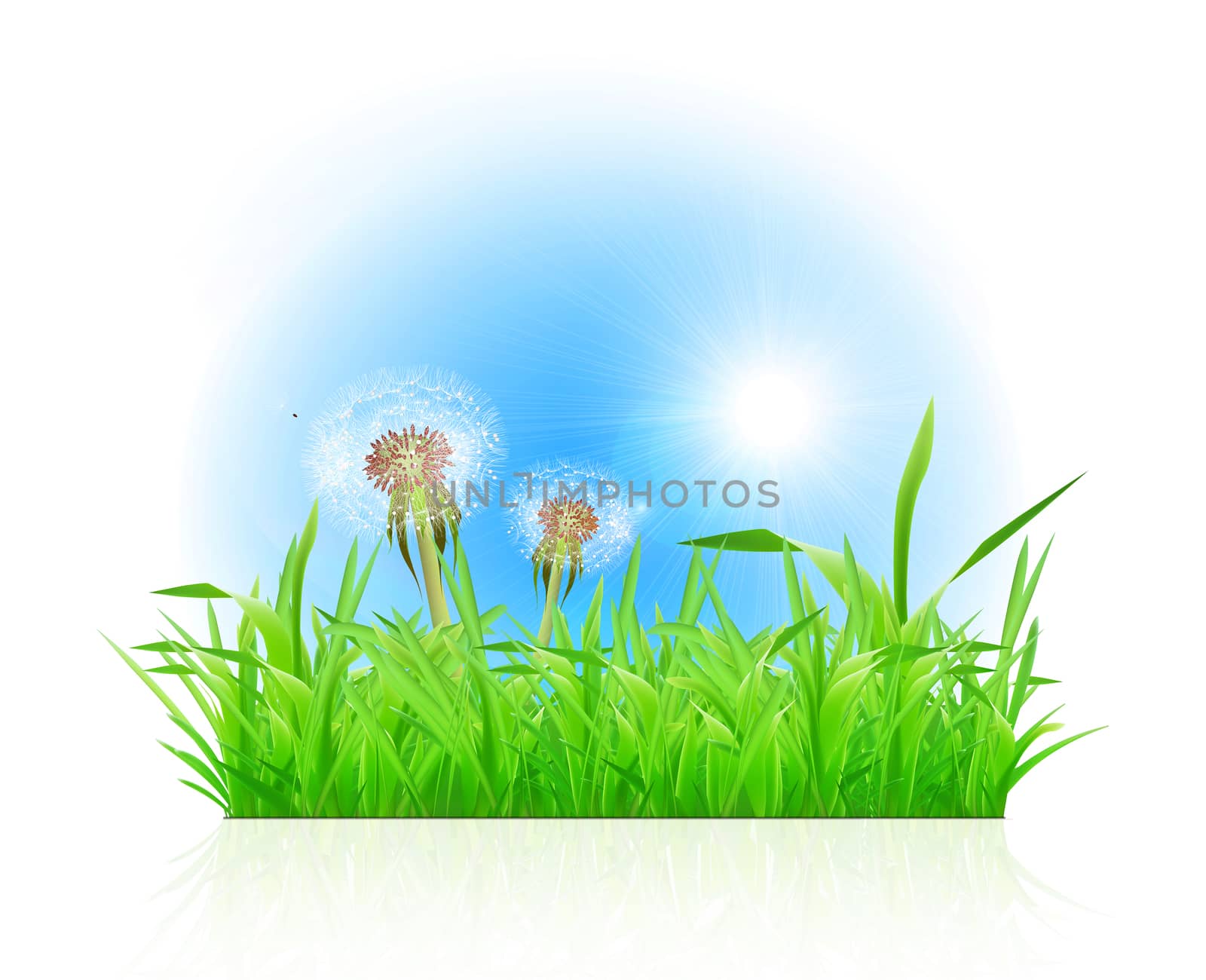 Green grass ith dandelion on white background