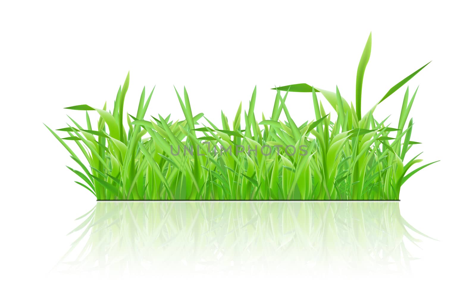 Green grass with shadow on white background