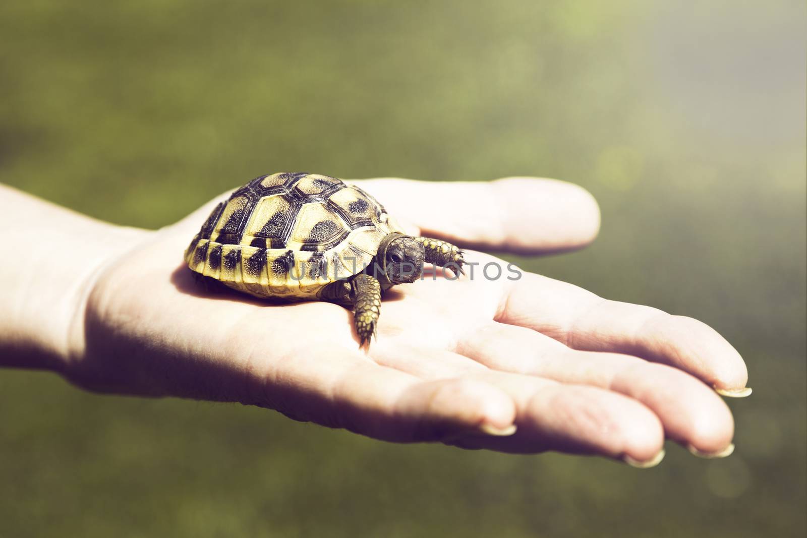 Small turtle in the palm of hand