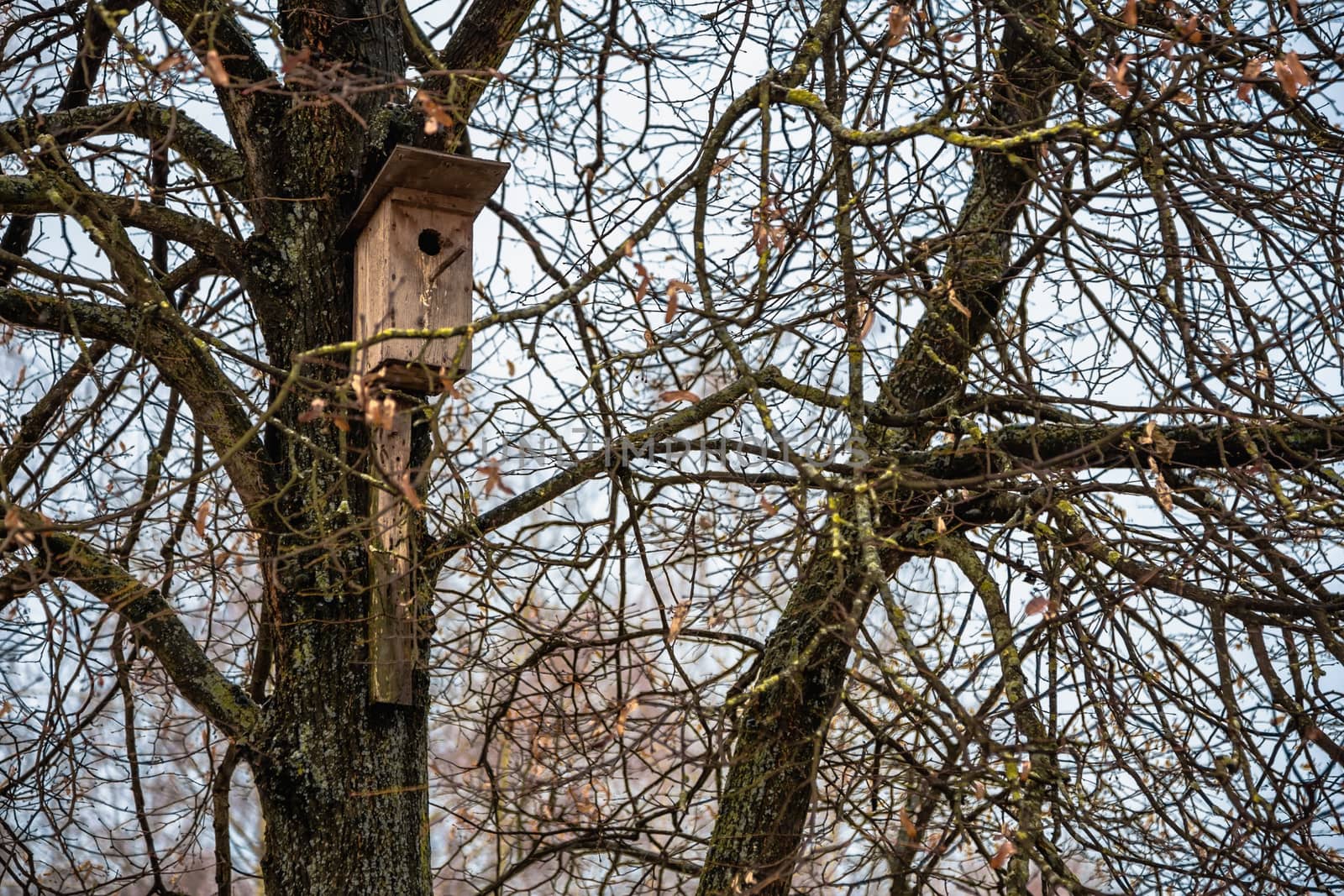 Wooden starling house on the tree