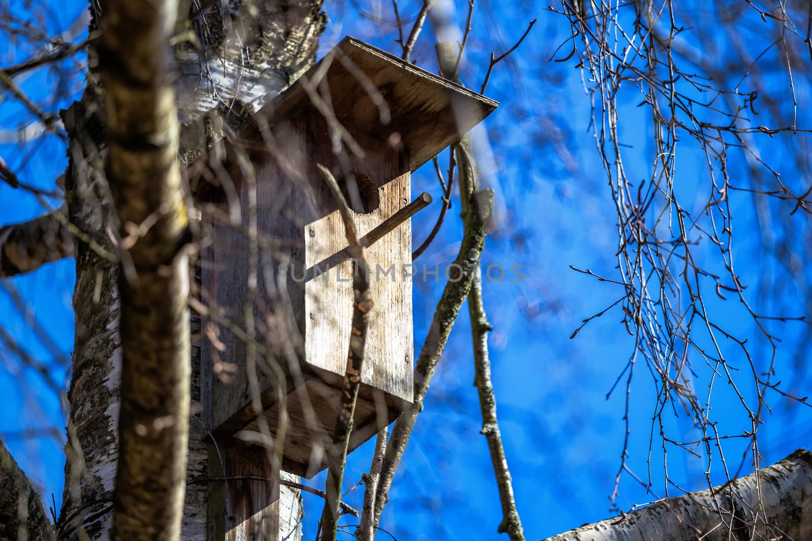 Wooden starling house on a birch tree