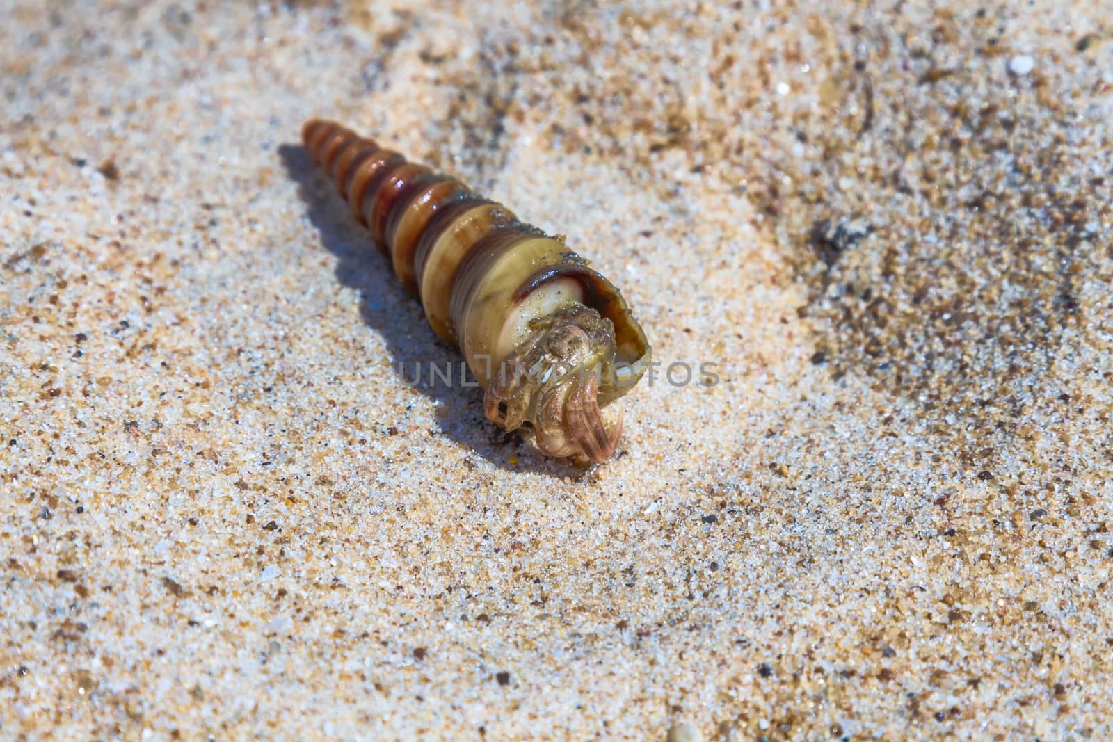 Sea clam shell on the beach sand