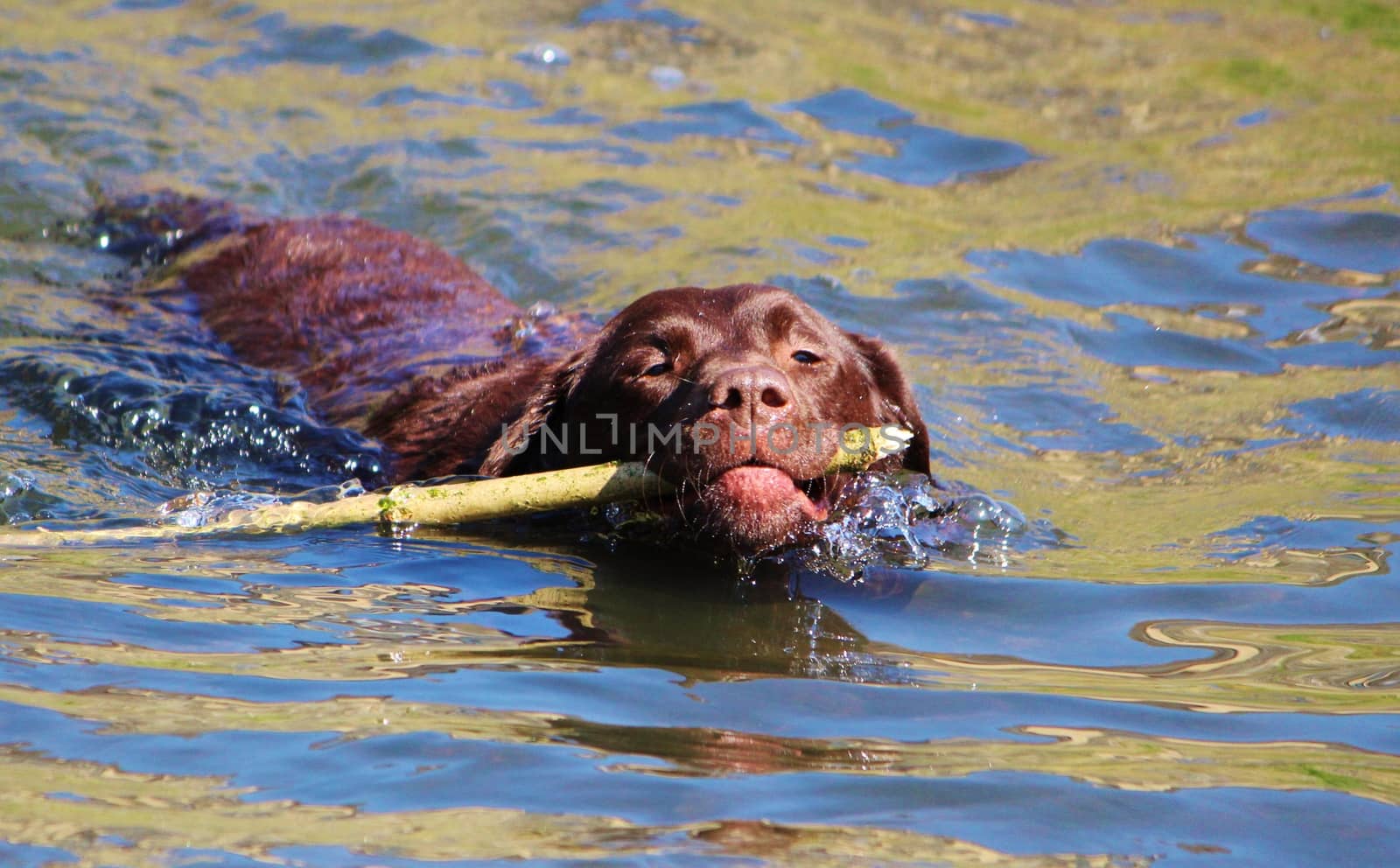 An image of a friendly brown Labrador fetching a stick from the water.