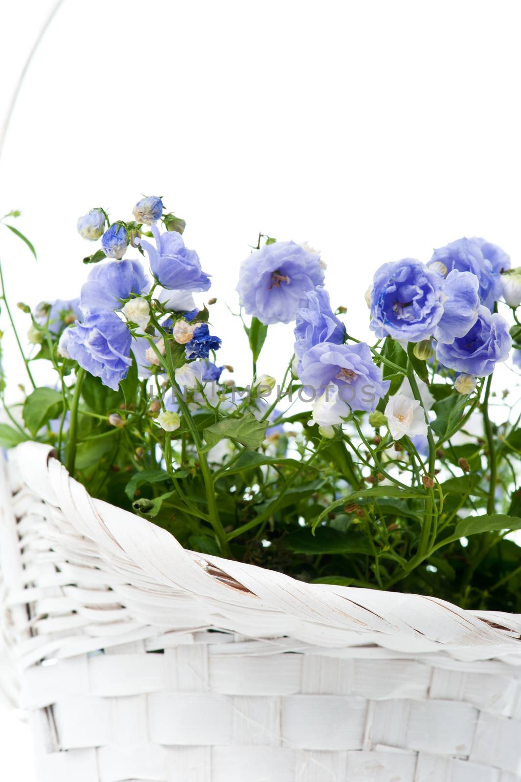 Bouquet of blue spring flowers in white basket isolated on white