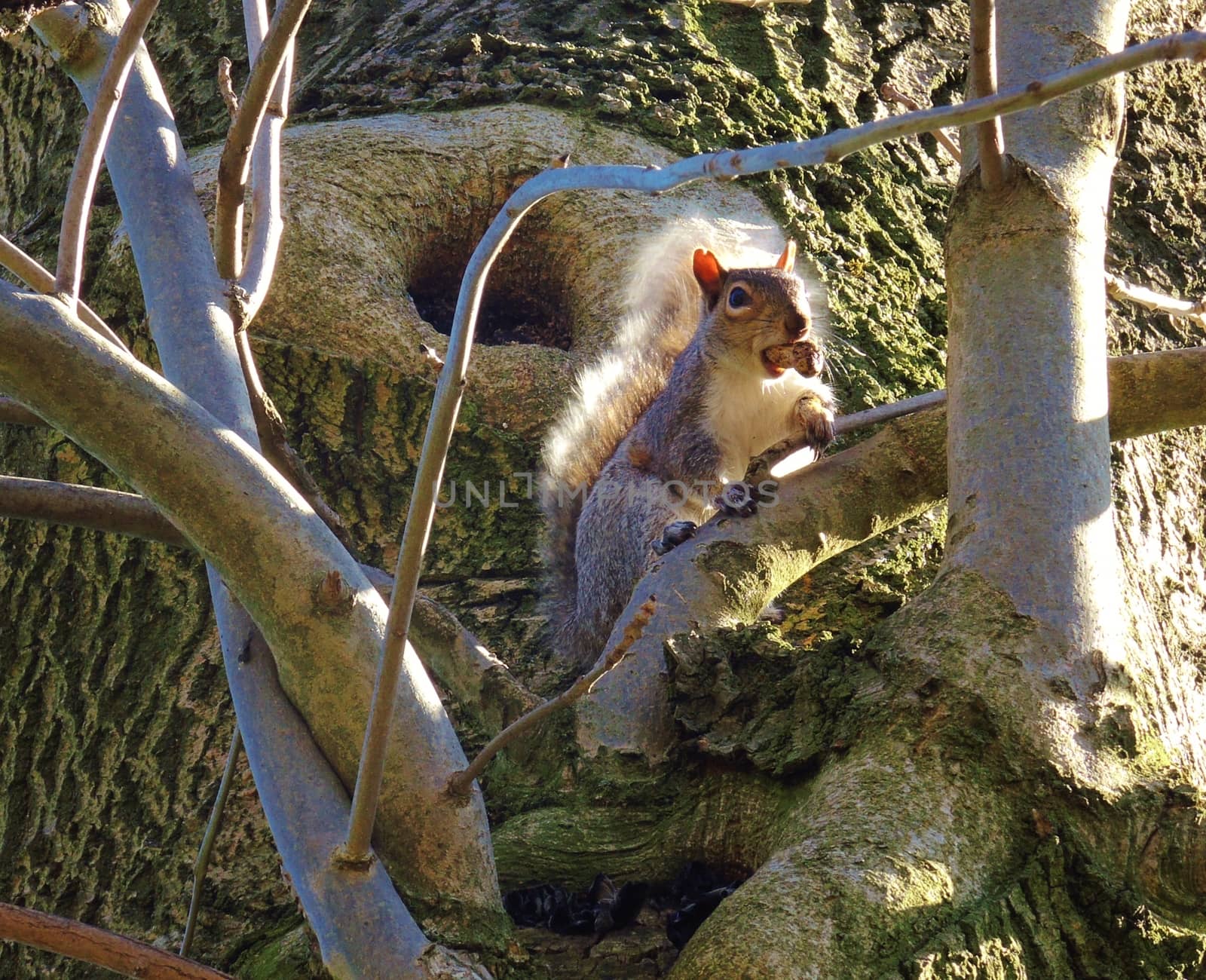 Grey Squirrel (Sciurus carolinensis). by paulst