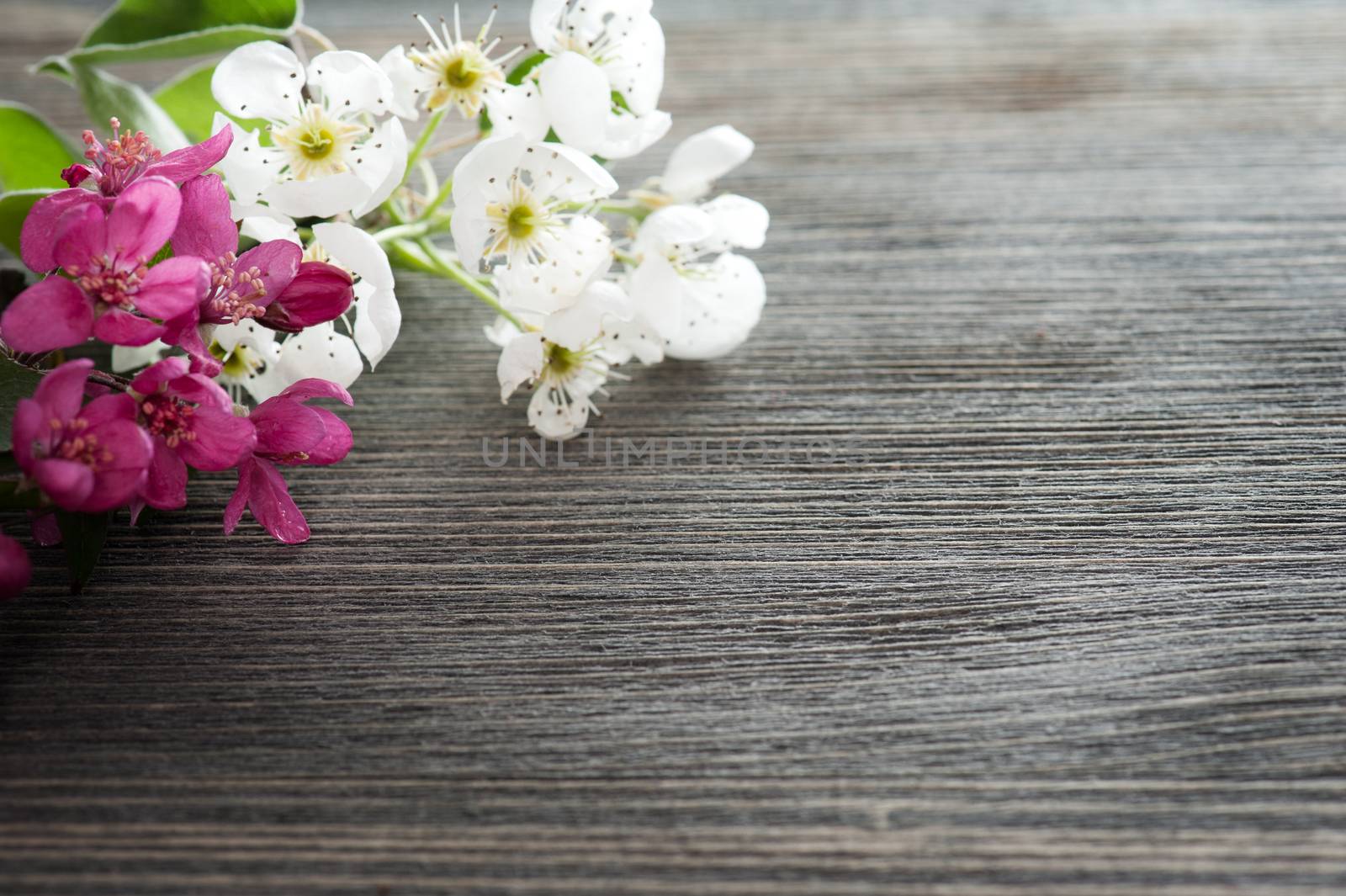 Pink and white blossom on a dark wooden background 