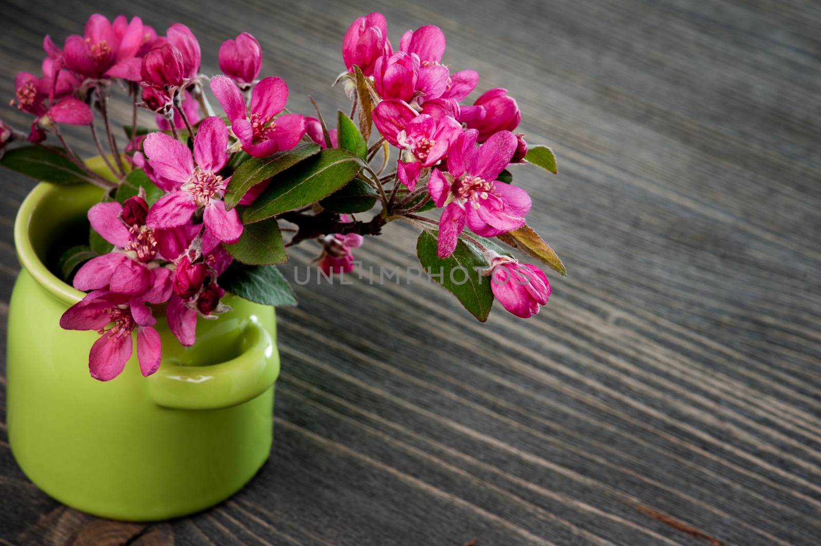 Pink cherry blossom in a green pot on a dark wooden background 