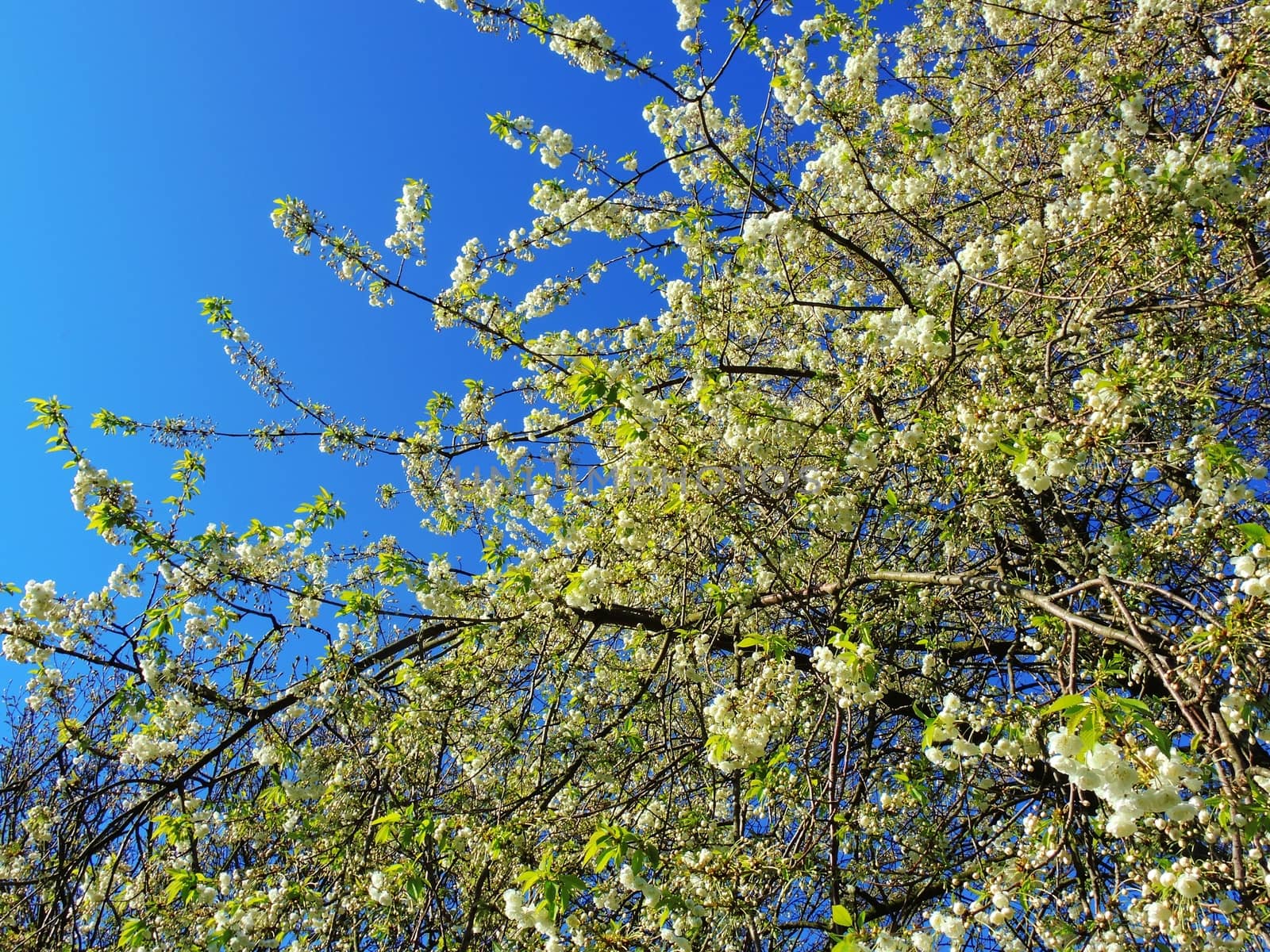 A close-up image of colourful Spring Blossom.