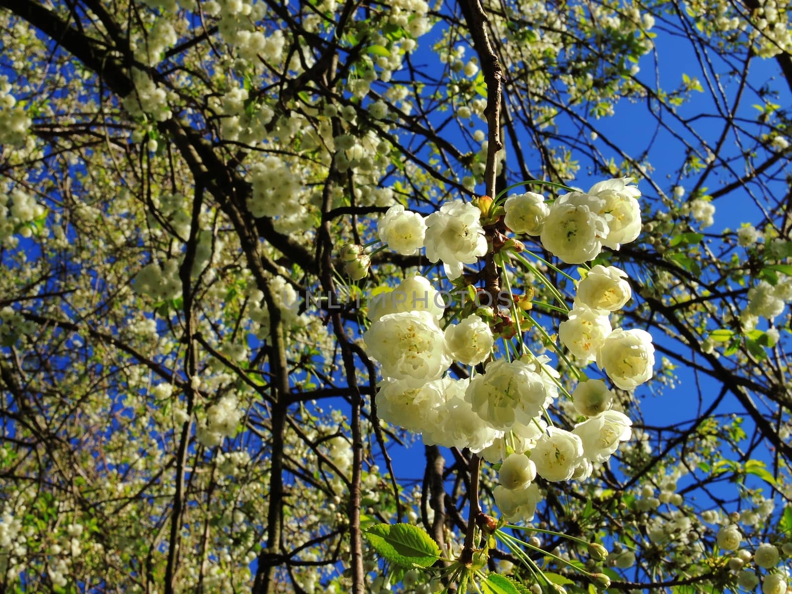 A close-up image of colourful Spring Blossom.