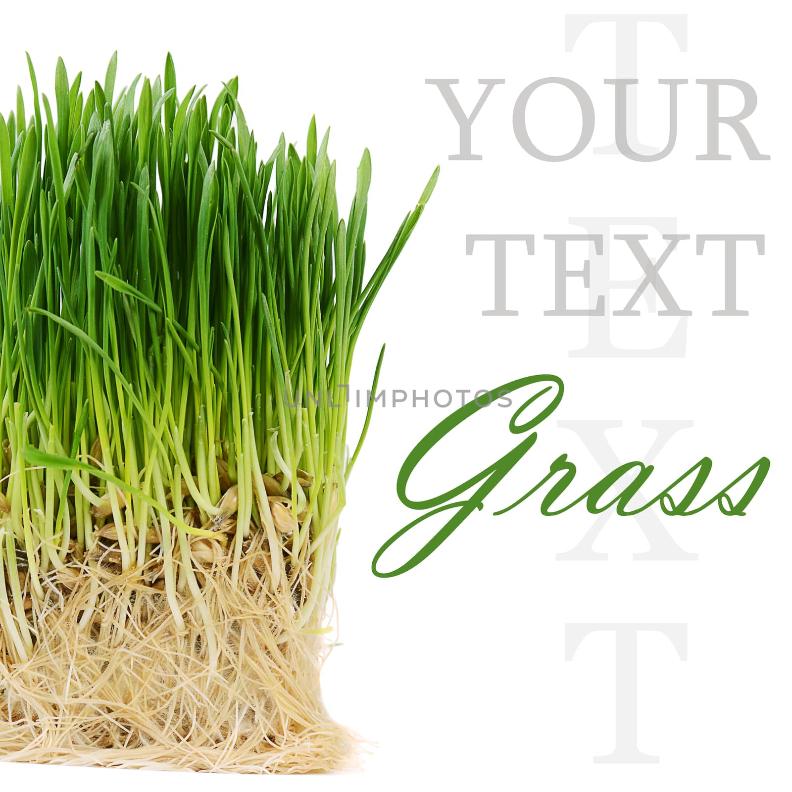 The green grass isolated on white background