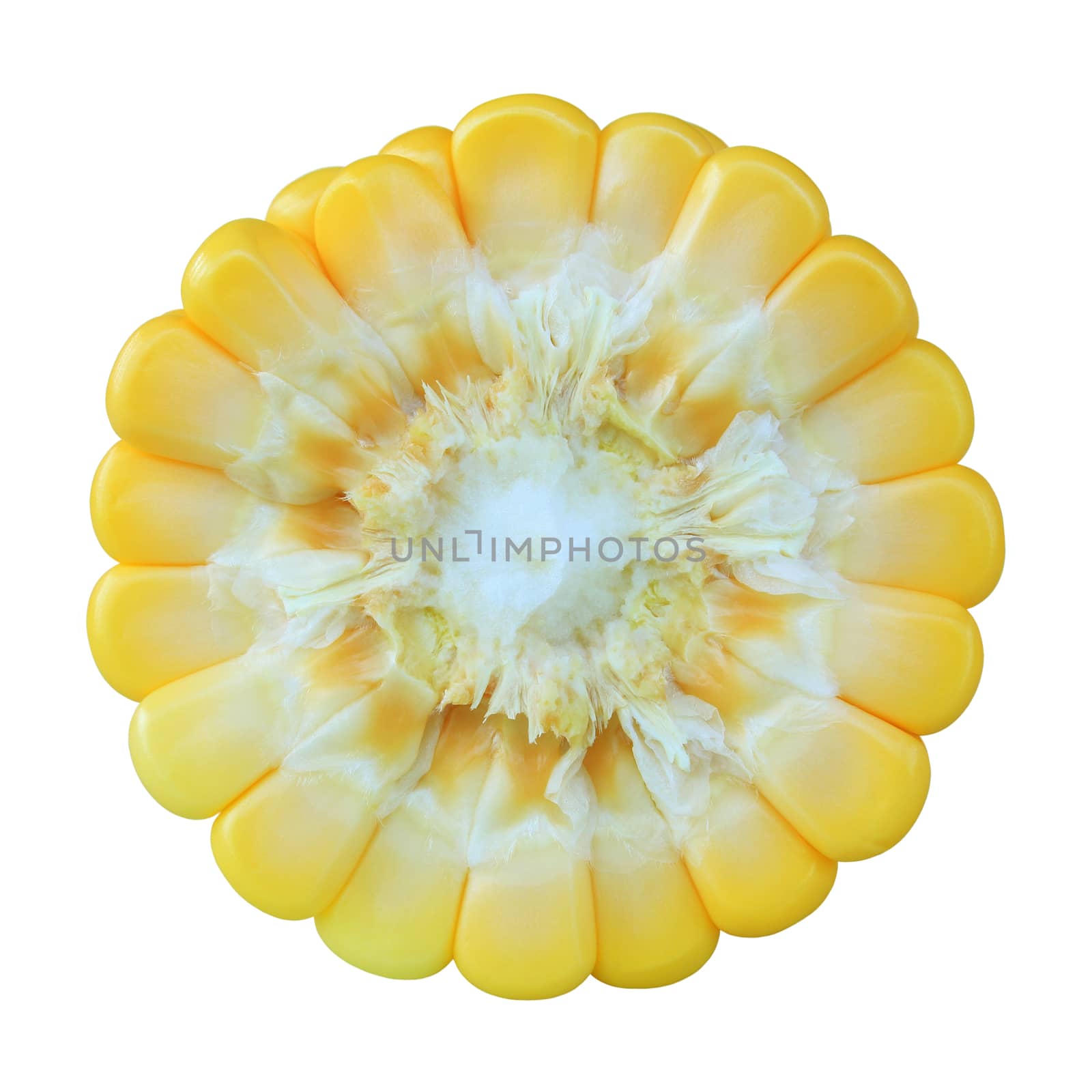 Ear of Corn isolated on white