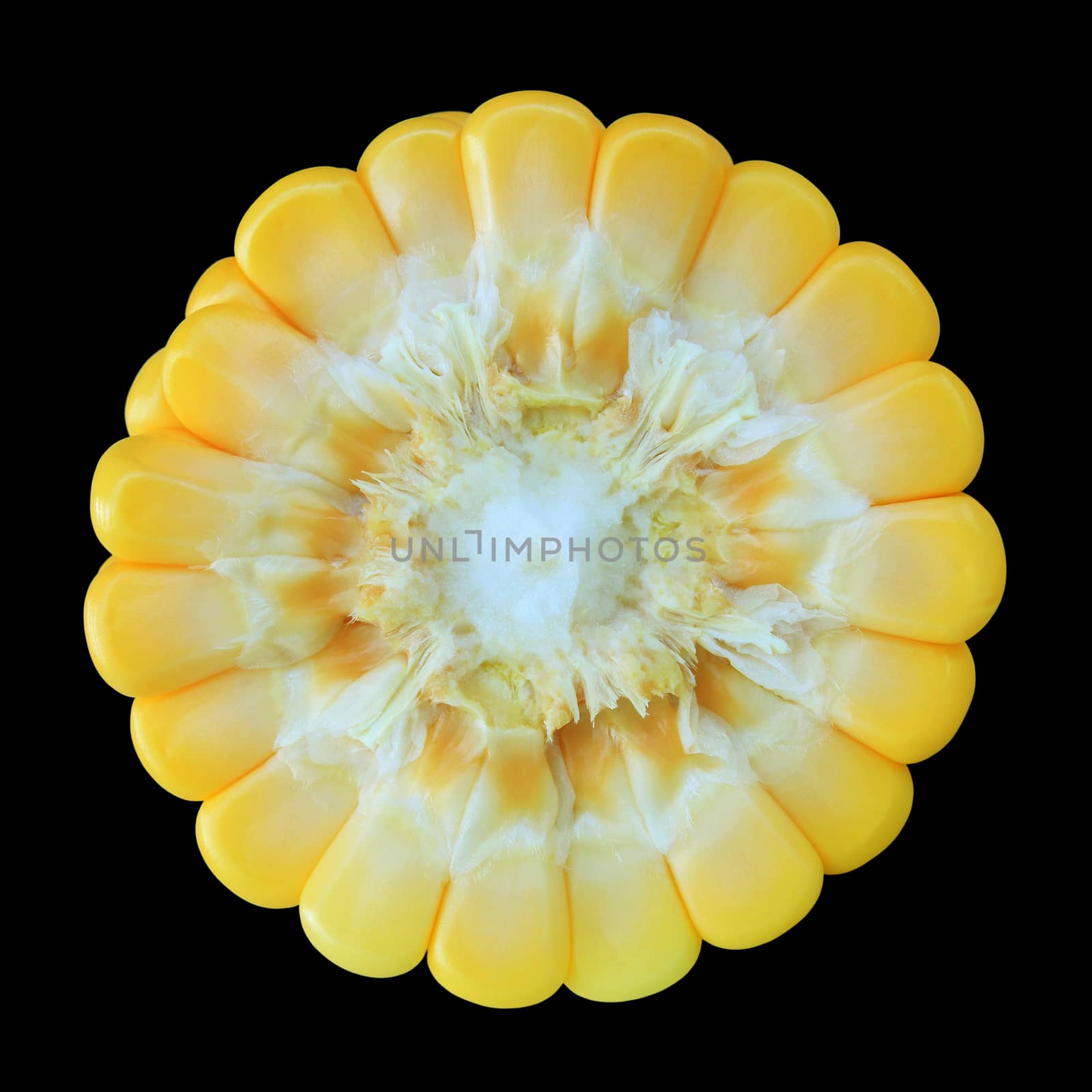 Ear of Corn isolated on black