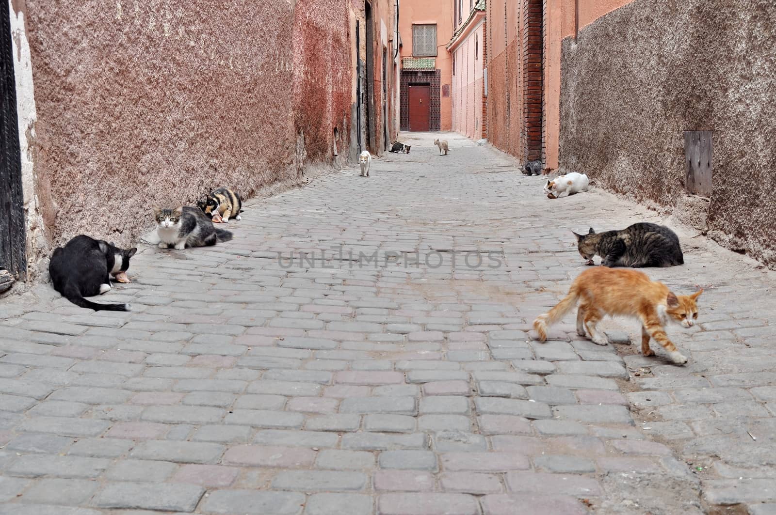 Many cats on the streets of Marrakech, Morocco by anderm