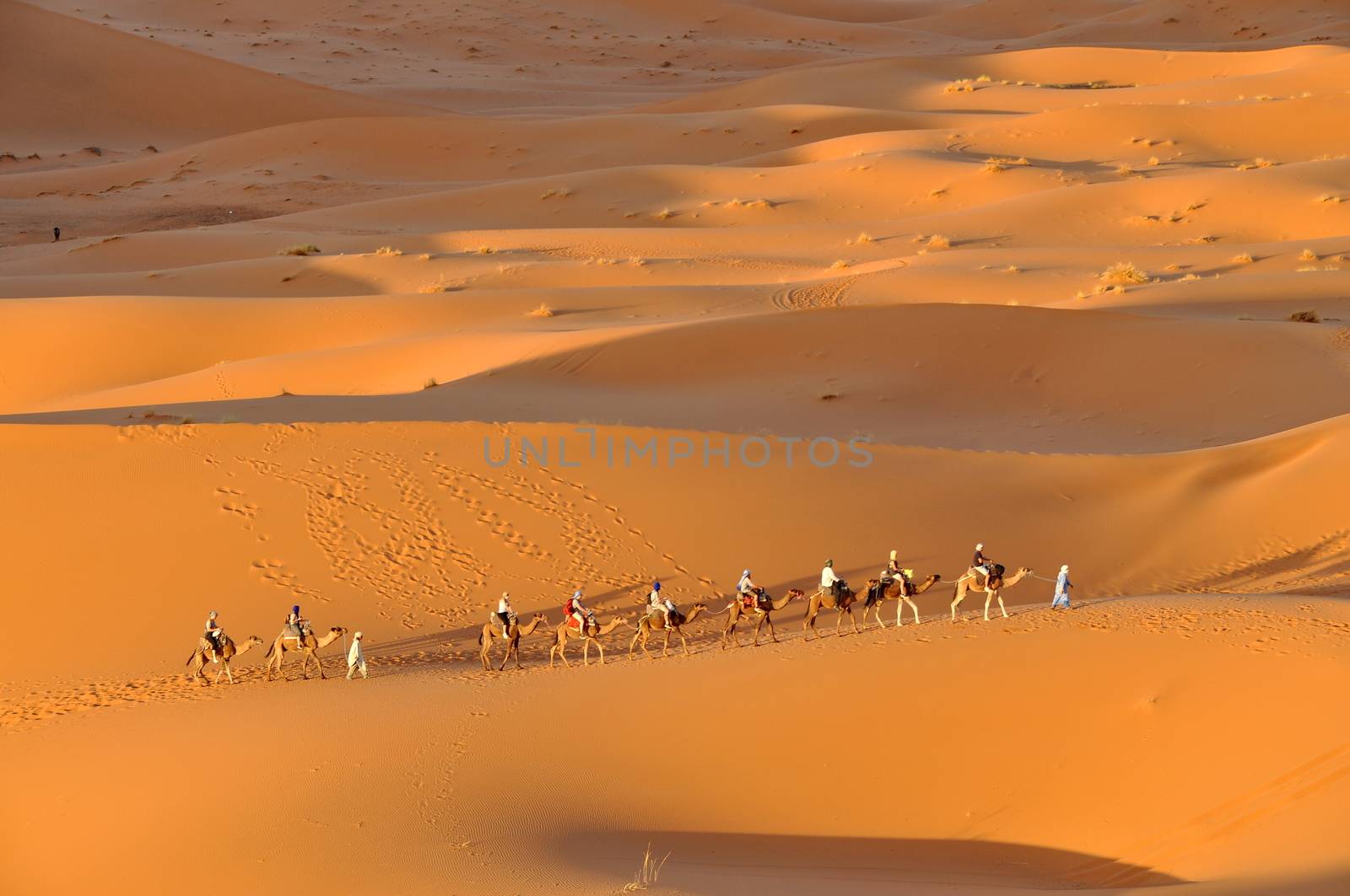 Camel caravan in Merzouga desert, Morocco by anderm