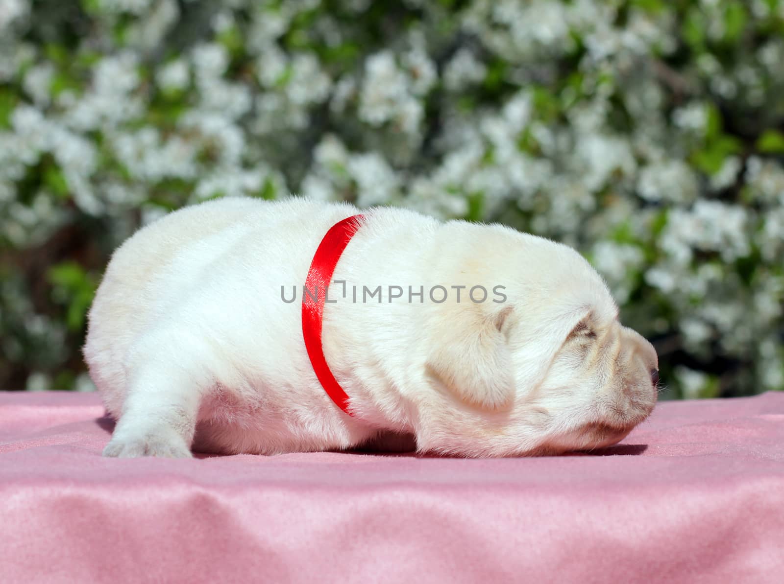 newborn happy yellow labrador puppy in spring