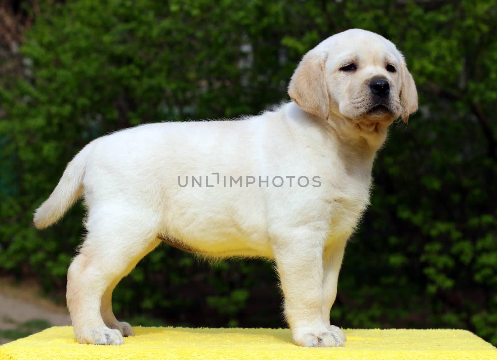 happy yellow labrador puppy standing on yellow background
