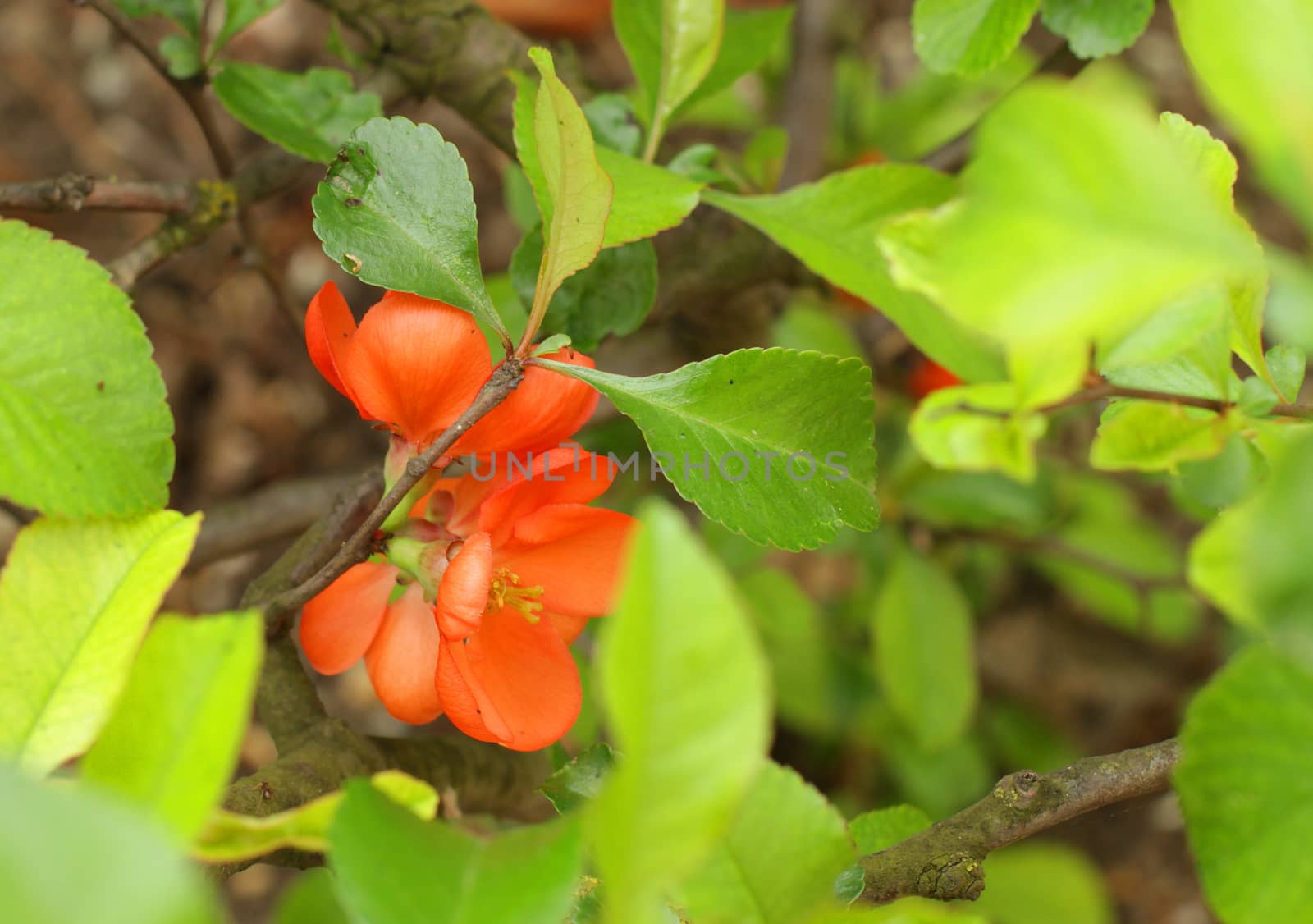 Flowering Japanese Quince (Chaenomeles cathayensis) in a garden